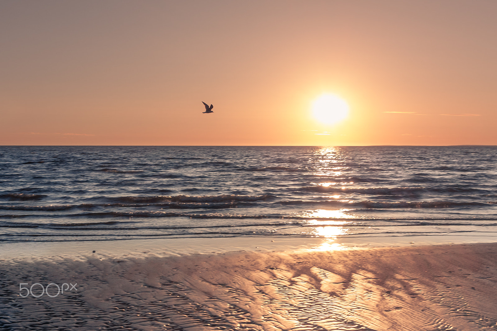 Canon EF-S 24mm F2.8 STM sample photo. Bird and sun photography