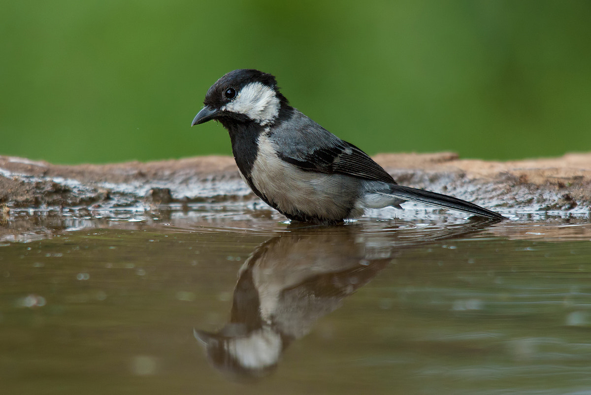 Sigma 150-500mm F5-6.3 DG OS HSM sample photo. Great tit photography