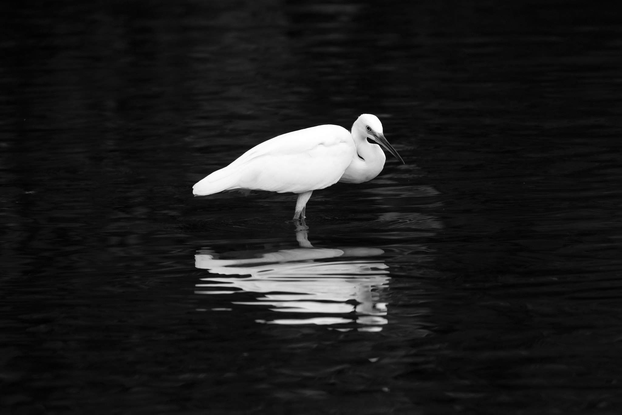 Canon EOS 5DS + Canon EF 100-400mm F4.5-5.6L IS II USM sample photo. Little egret photography