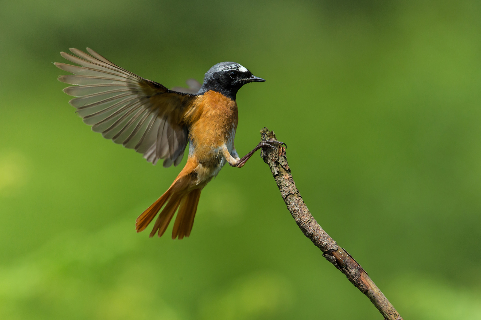 Canon EF 300mm F2.8L IS II USM sample photo. Redstart landing photography