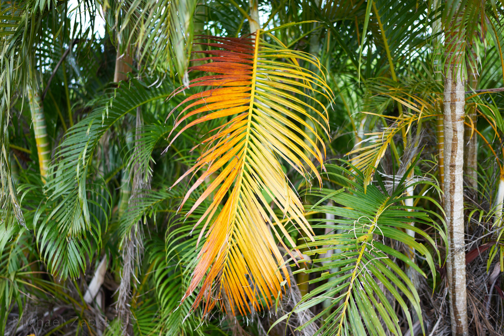 Sony a7R + Sony Distagon T* FE 35mm F1.4 ZA sample photo. Ishigaki palms photography