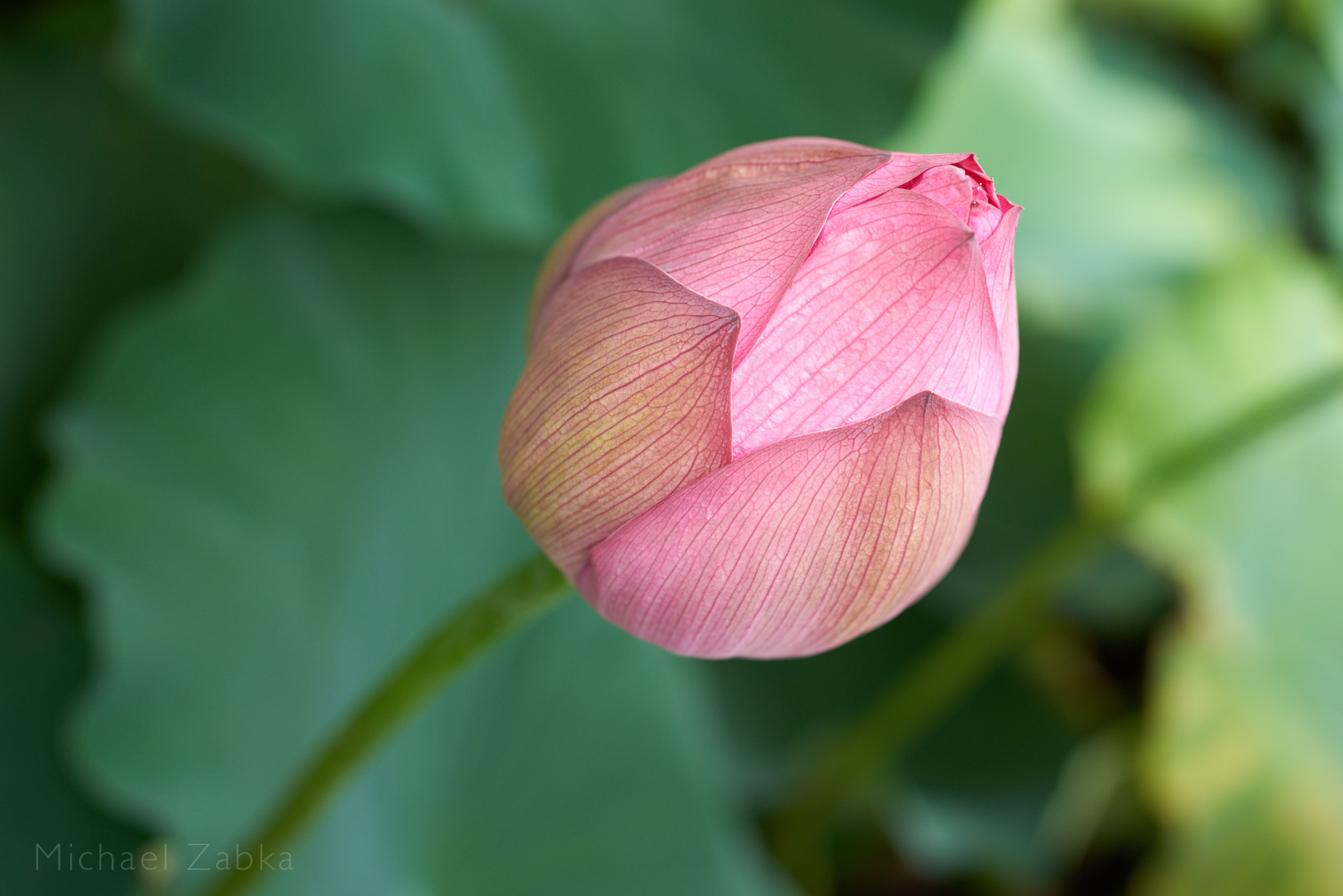 Sony a7R + Sony Distagon T* FE 35mm F1.4 ZA sample photo. Ueno lotus flower photography