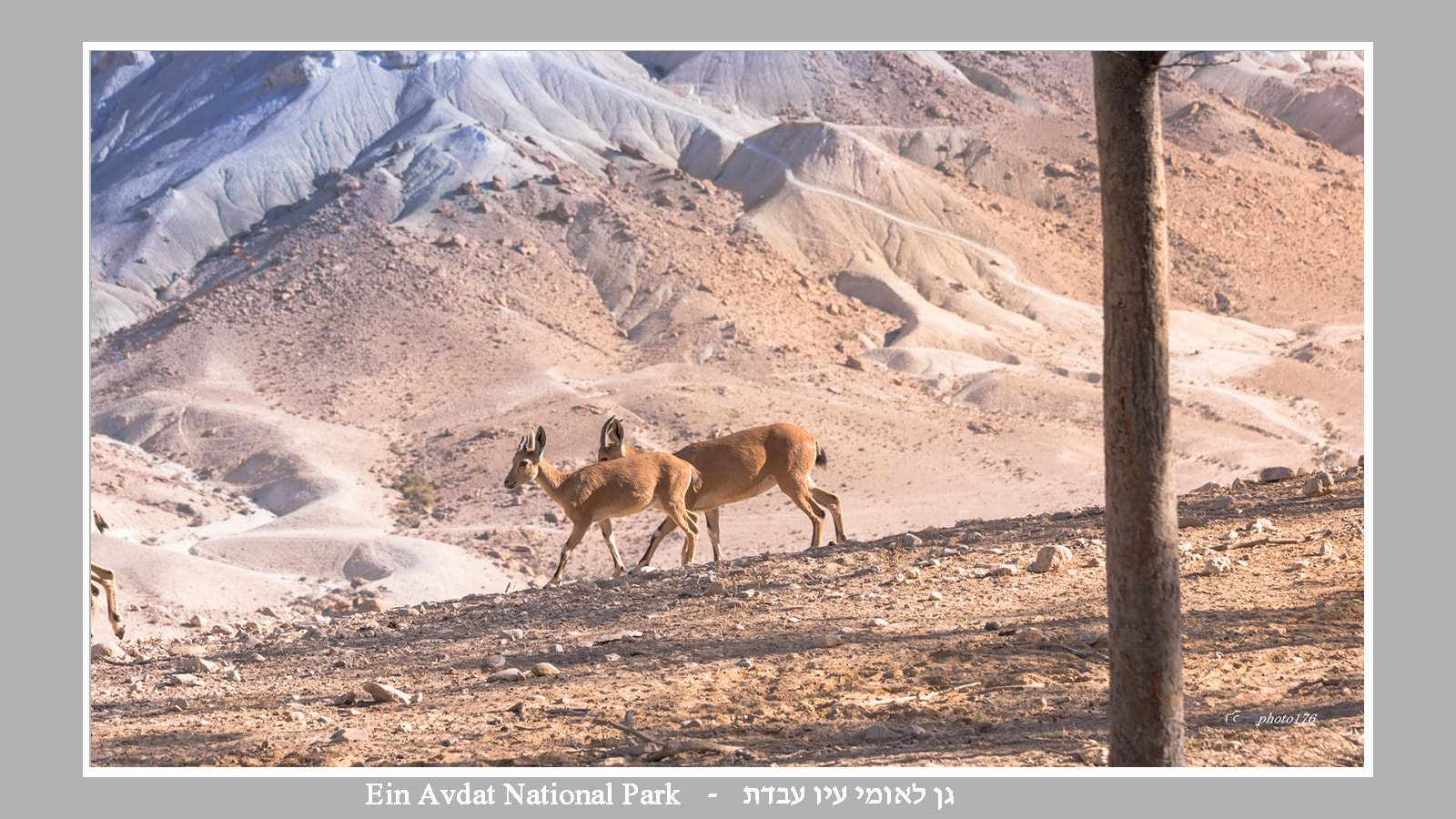 Tamron SP 35mm F1.8 Di VC USD sample photo. Ein avdat national park photography