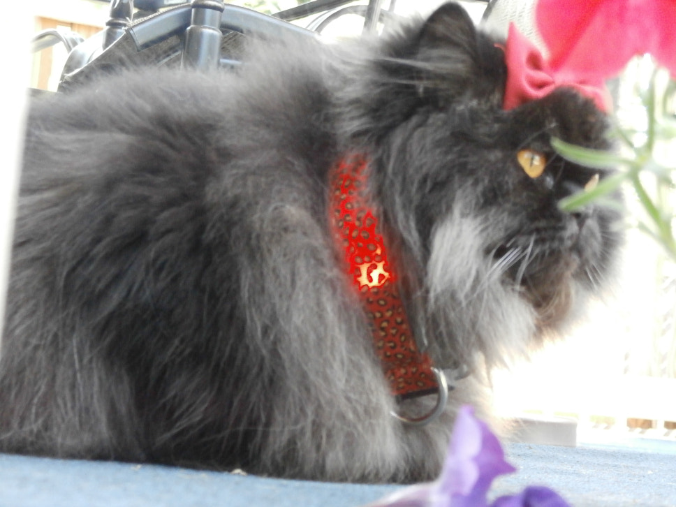 Olympus SZ-15,DZ-100 sample photo. Angel: leopards? a collar for a princess! photography