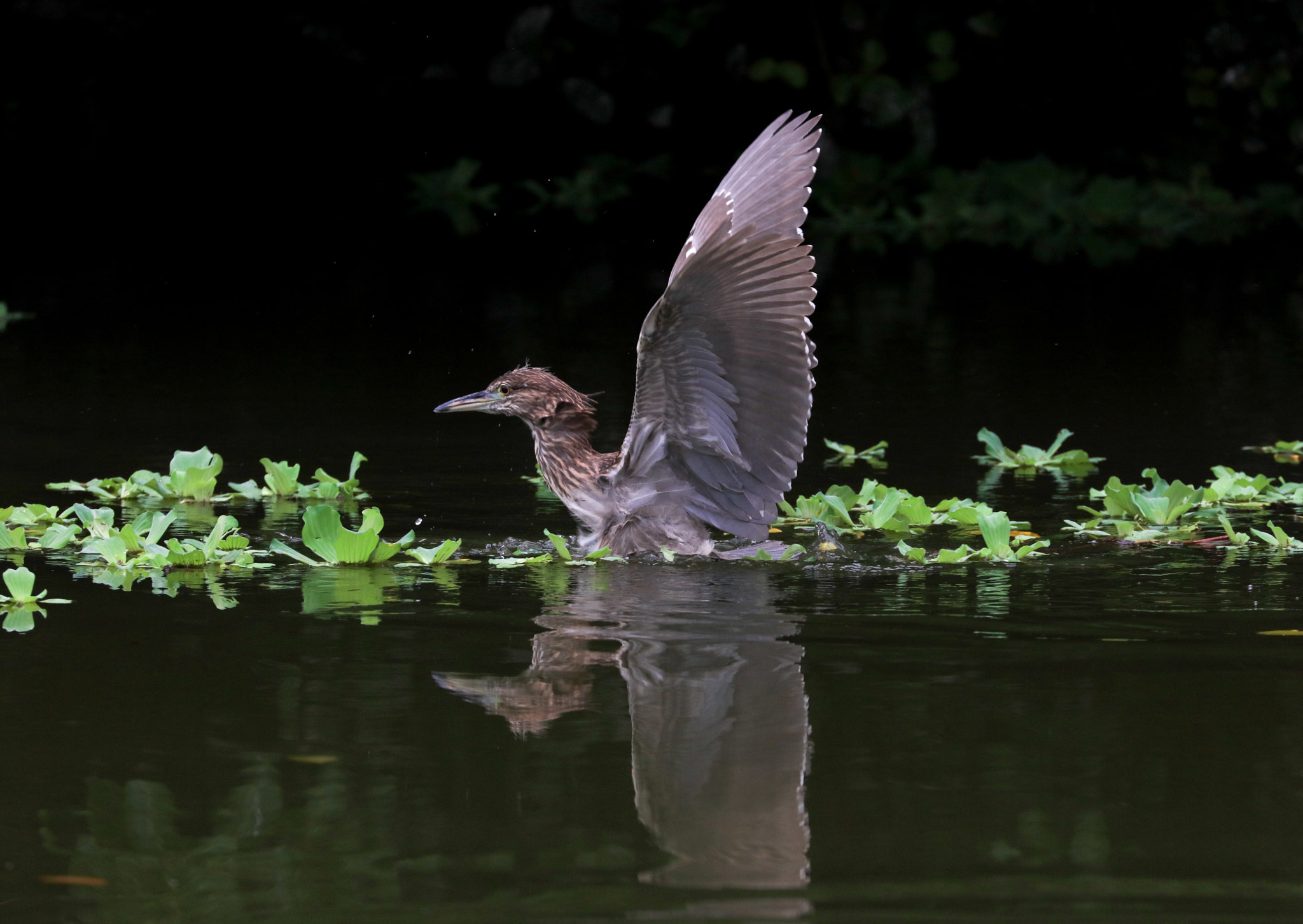 Canon EOS 5DS + Canon EF 100-400mm F4.5-5.6L IS II USM sample photo. Night heron photography