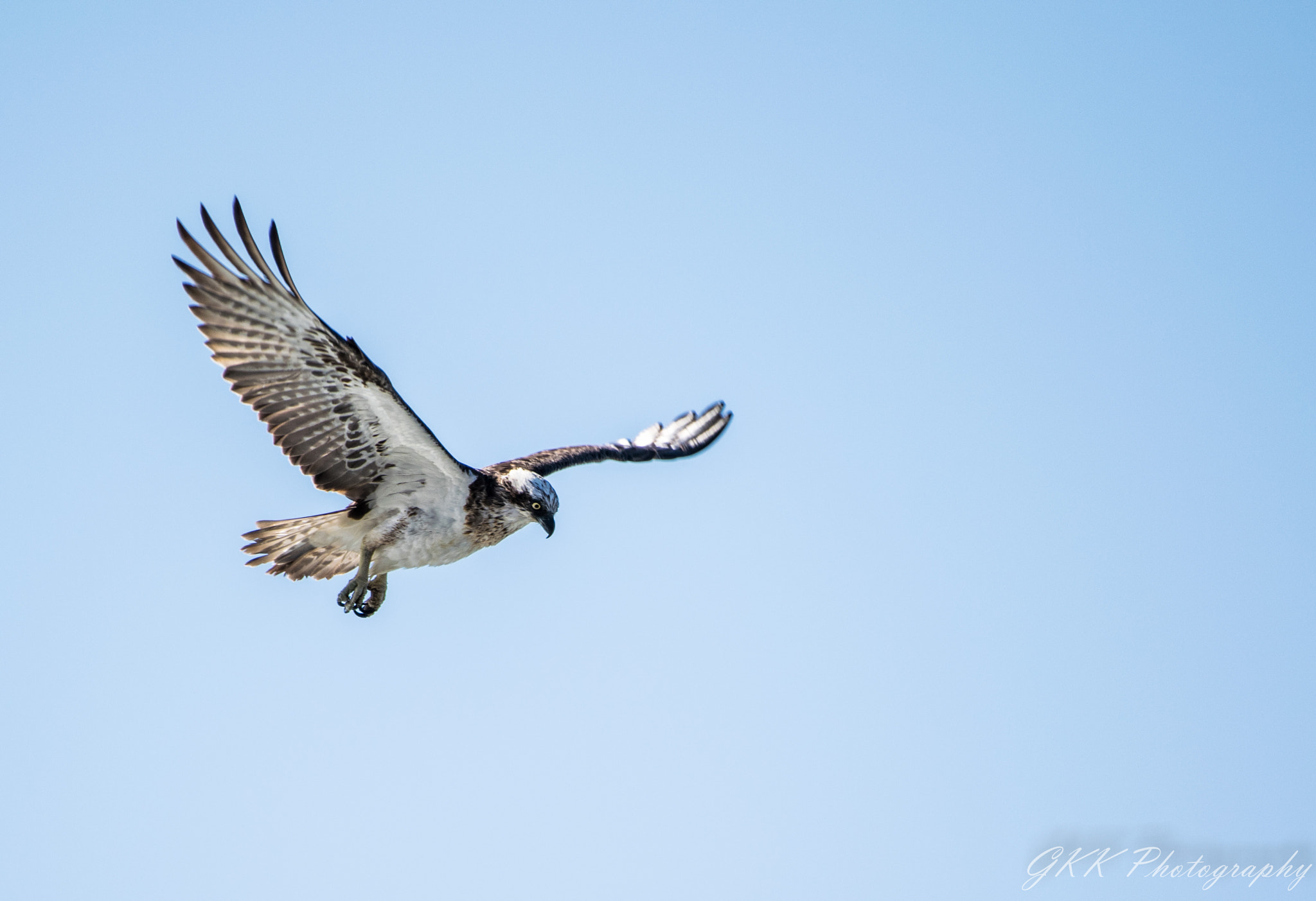 Nikon AF-S Nikkor 200-500mm F5.6E ED VR sample photo. Flying sea eagle photography