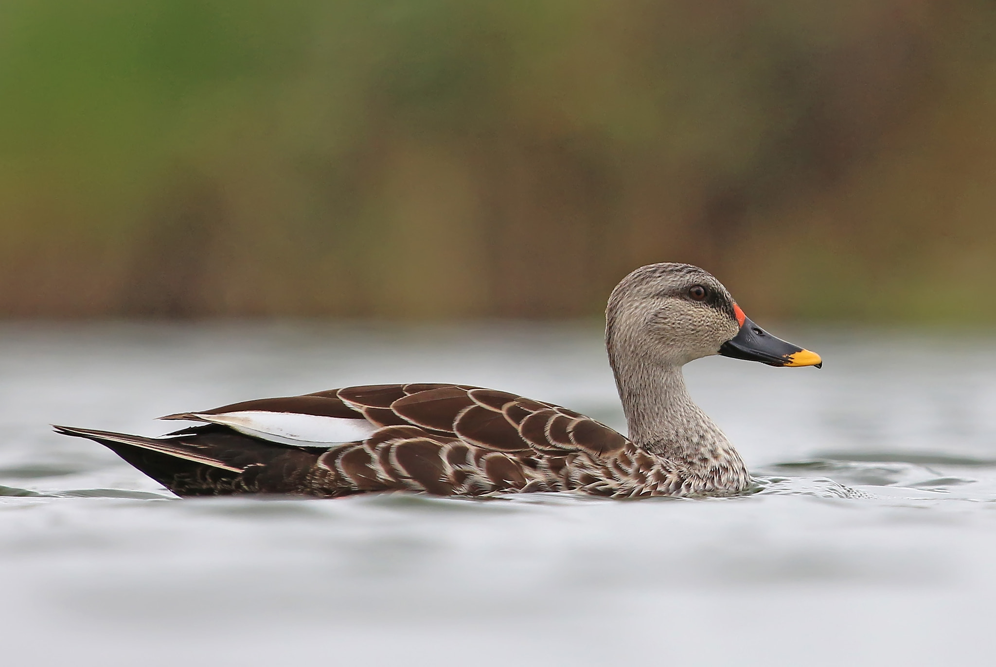 Canon EF 100-400mm F4.5-5.6L IS USM sample photo. Spot billed duck photography