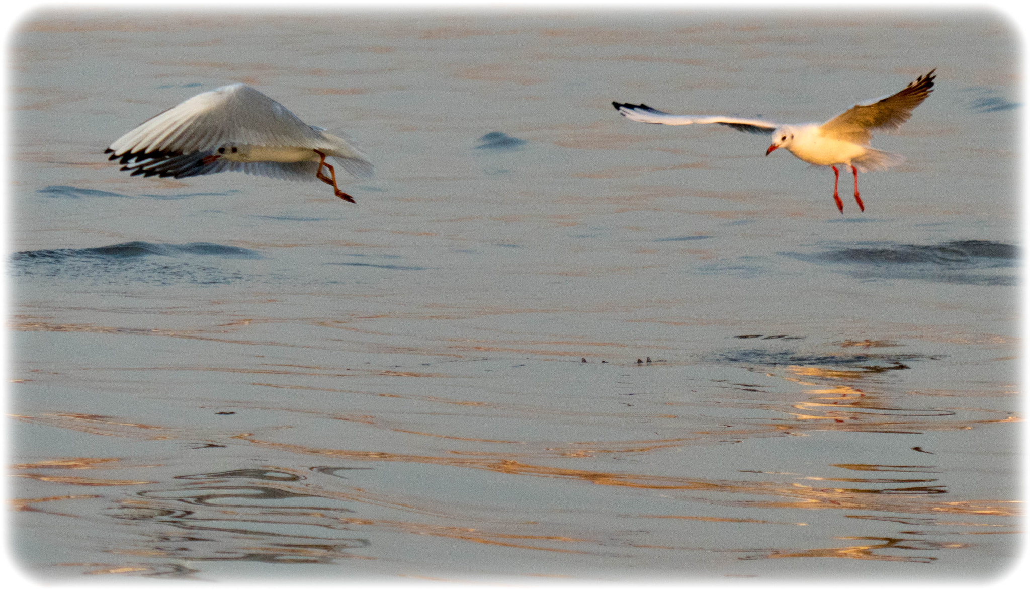 Sony a6300 + Sony FE 24-240mm F3.5-6.3 OSS sample photo. Seagulls photography