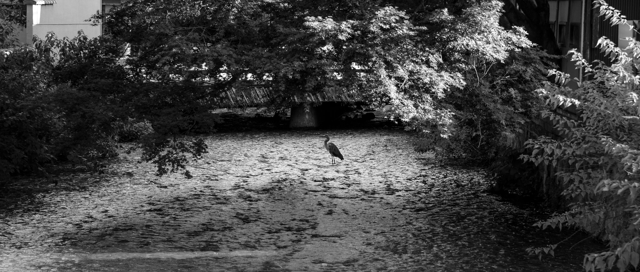 Nikon Df sample photo. Kyoto photography