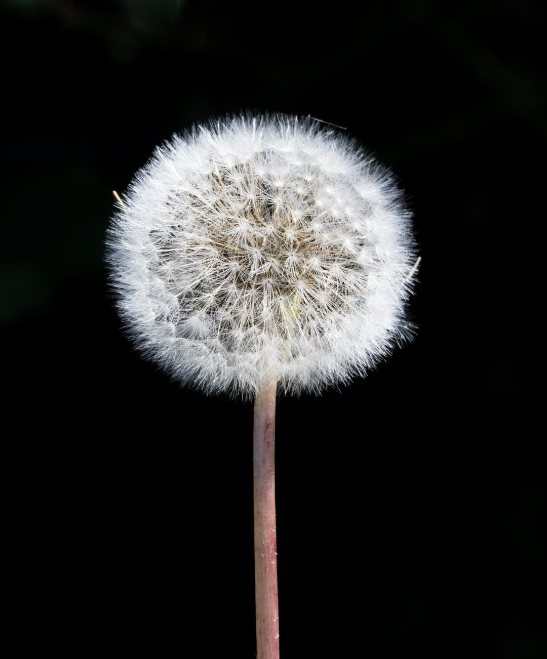 Canon EOS 1200D (EOS Rebel T5 / EOS Kiss X70 / EOS Hi) sample photo. Dandelion photography