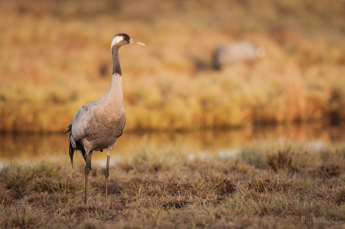 Nikon D300 + Nikon AF-S Nikkor 300mm F2.8G ED-IF VR sample photo. Hornborga lake, sweden photography