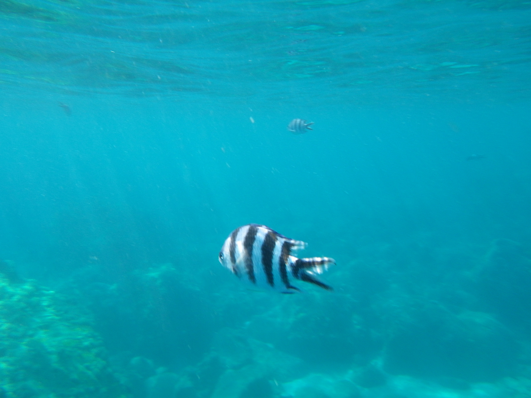 Pentax Optio W90 sample photo. Mauritian fish  photography