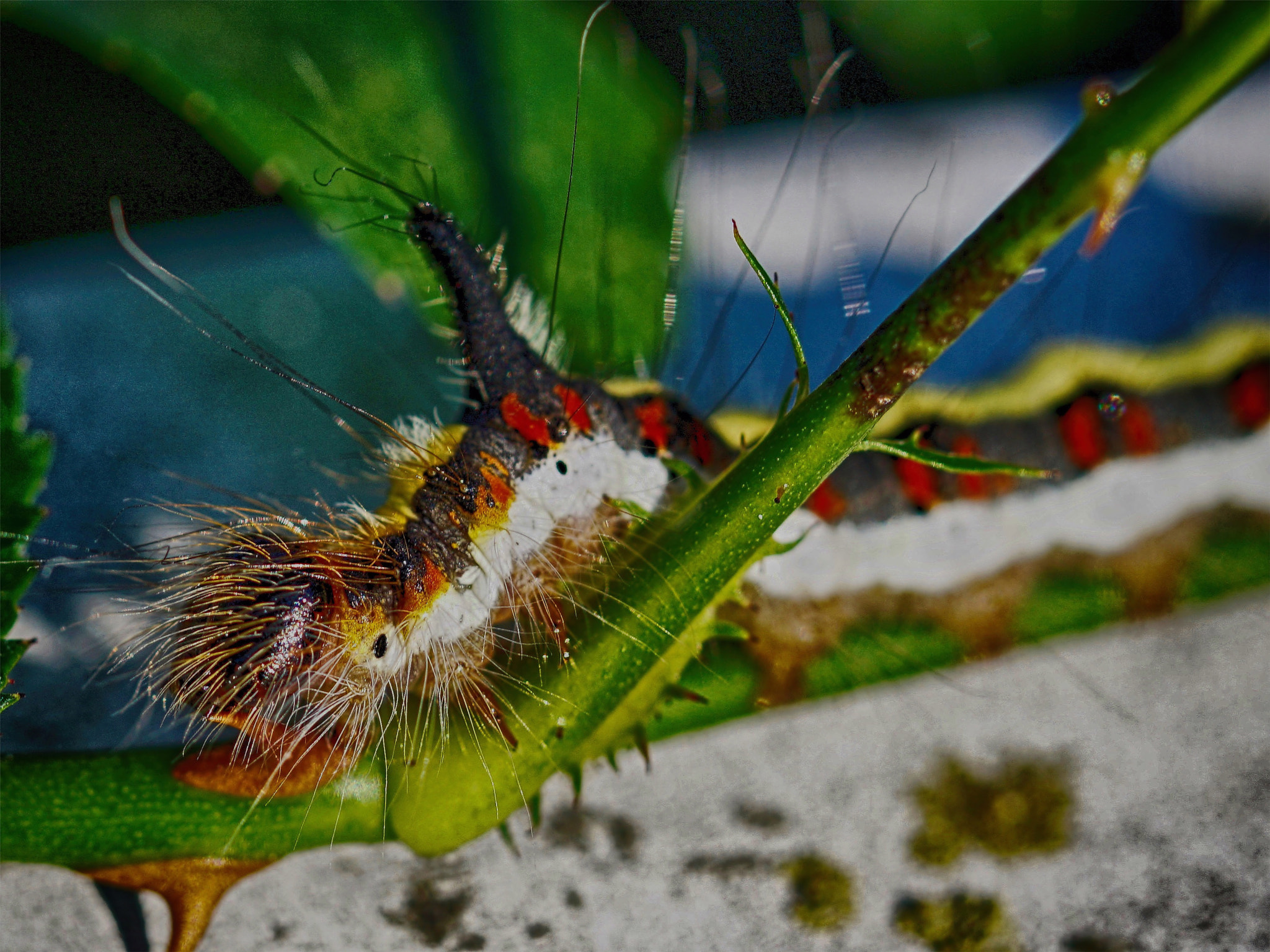 Sony ILCA-77M2 + 90mm F2.8 Macro SSM sample photo. Raupe mit dem schwarzen stachel photography