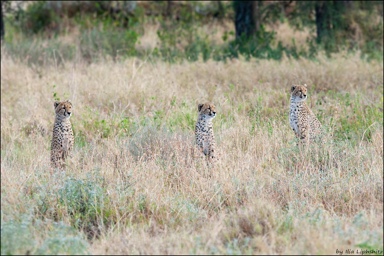 Canon EOS-1D Mark III + Canon EF 300mm F2.8L IS USM sample photo. Cheetah cubs - cheetahs of serengeti №11 photography