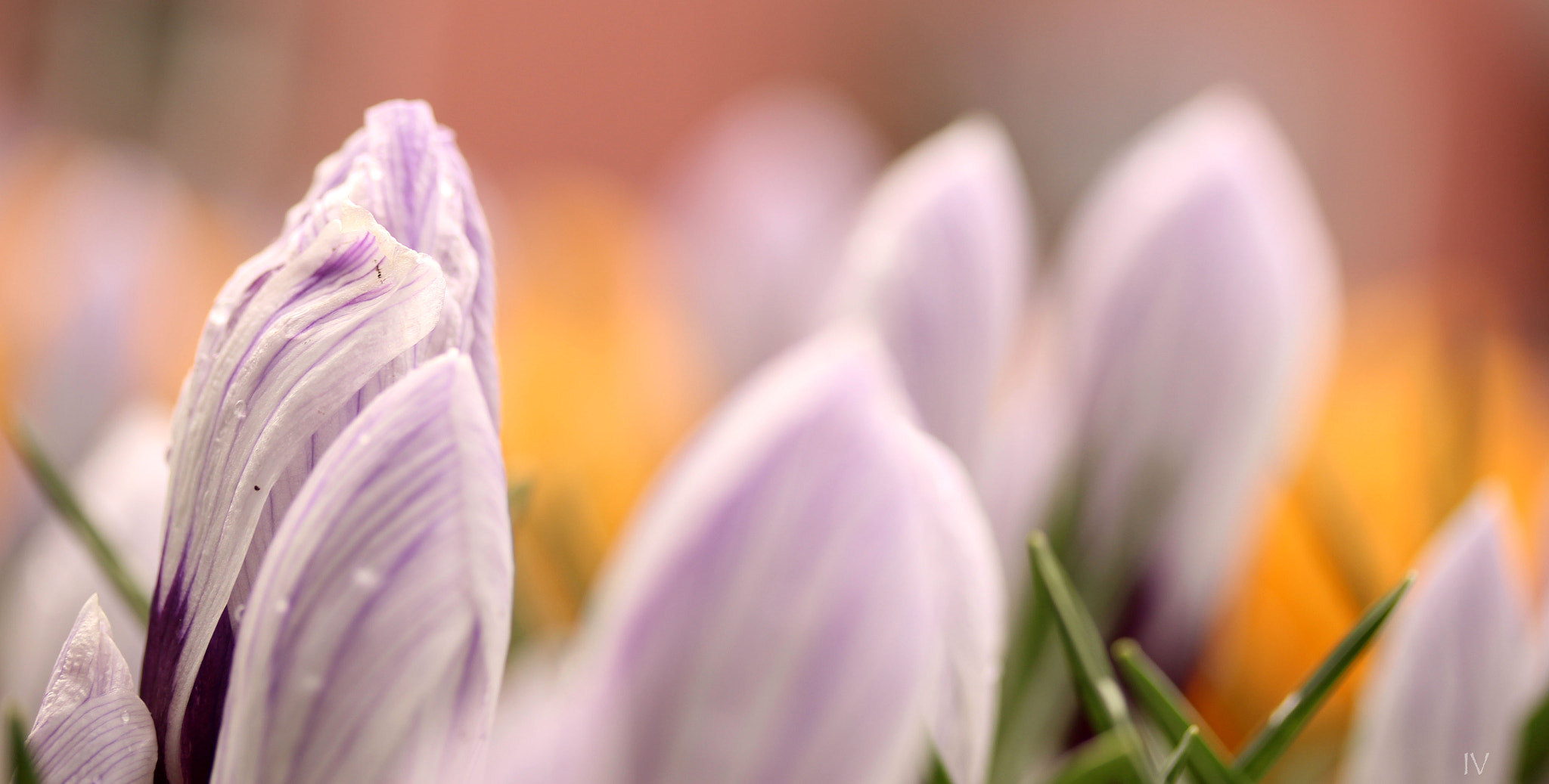 Canon EF-S 60mm F2.8 Macro USM sample photo. Colorful spring photography