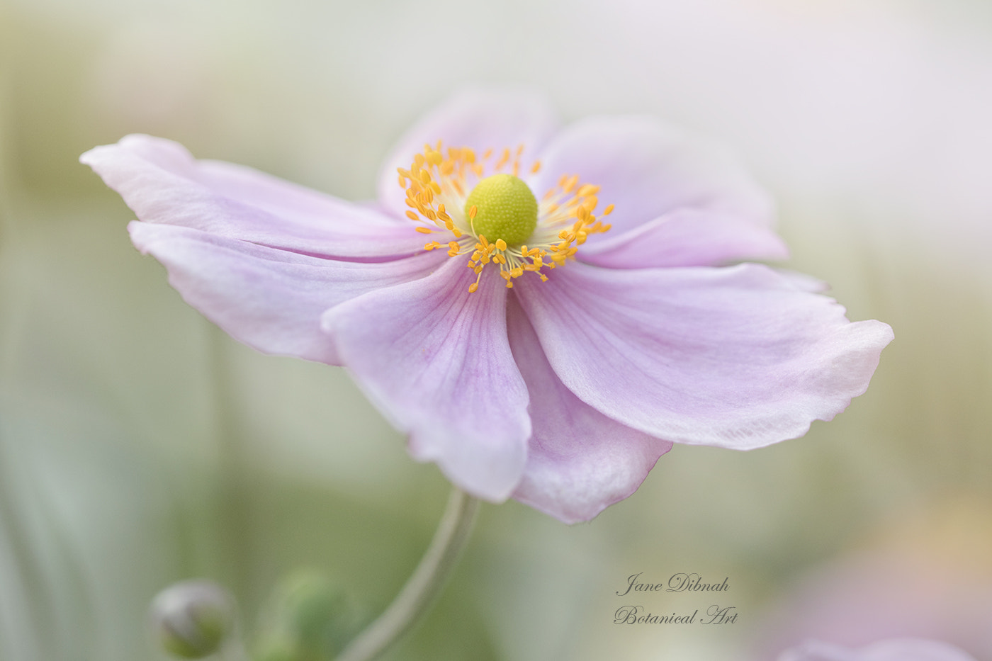 Canon EF 180mm F3.5L Macro USM sample photo. Japanese anemone photography