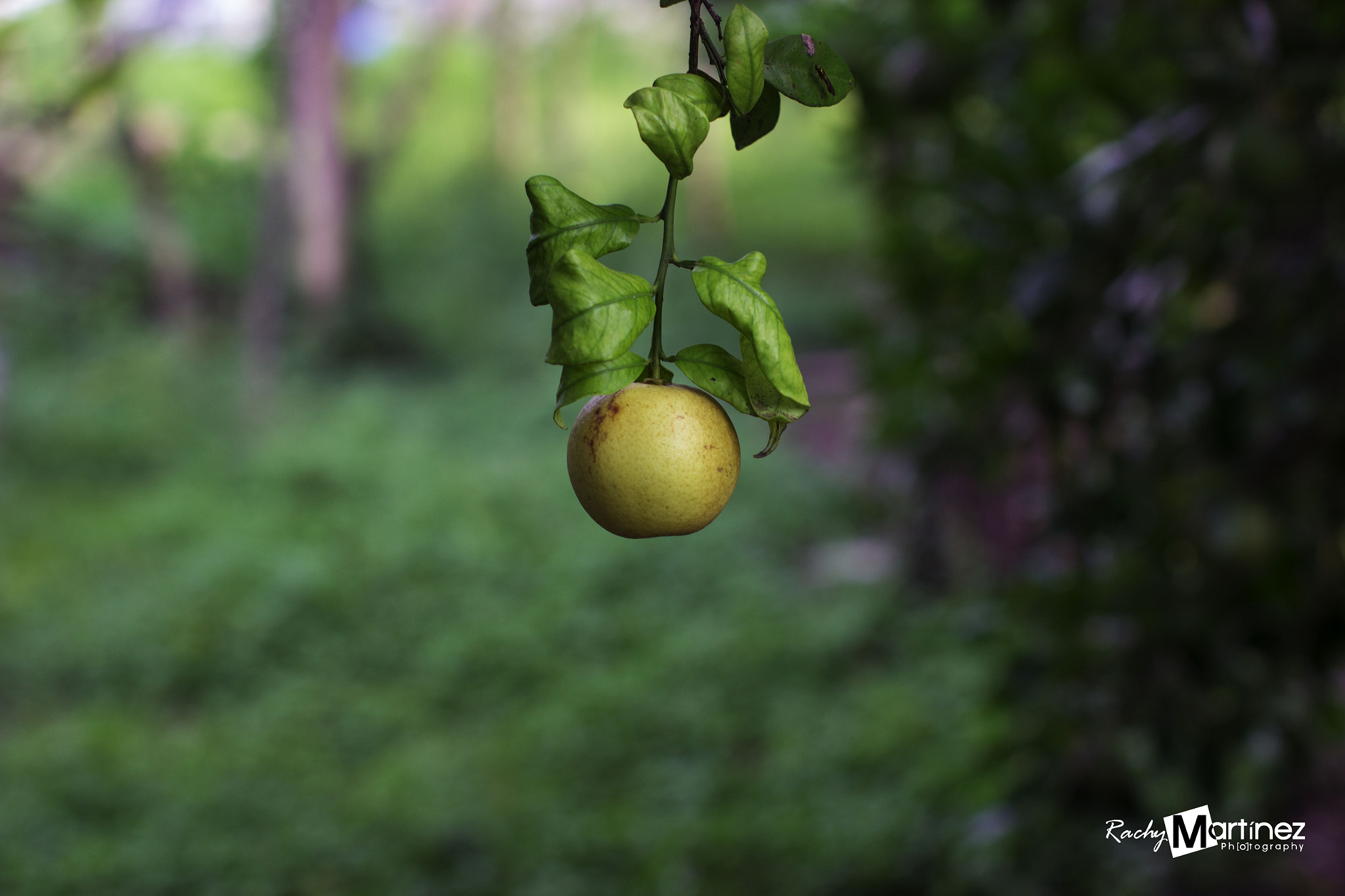 Sigma 50mm F1.4 EX DG HSM sample photo. Orange photography