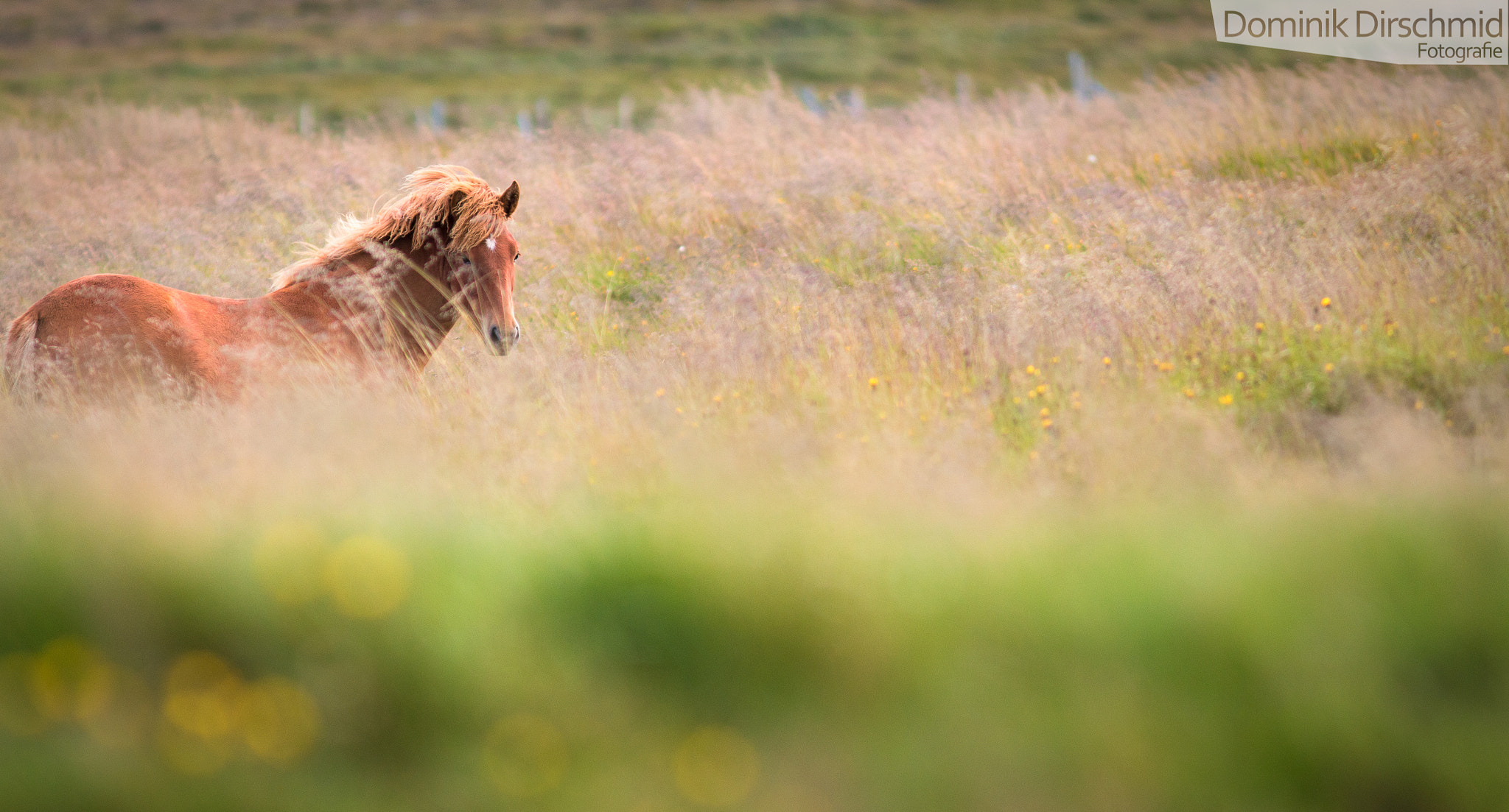 Canon EOS 70D + Canon EF 300mm F4L IS USM sample photo. Horse meadow photography