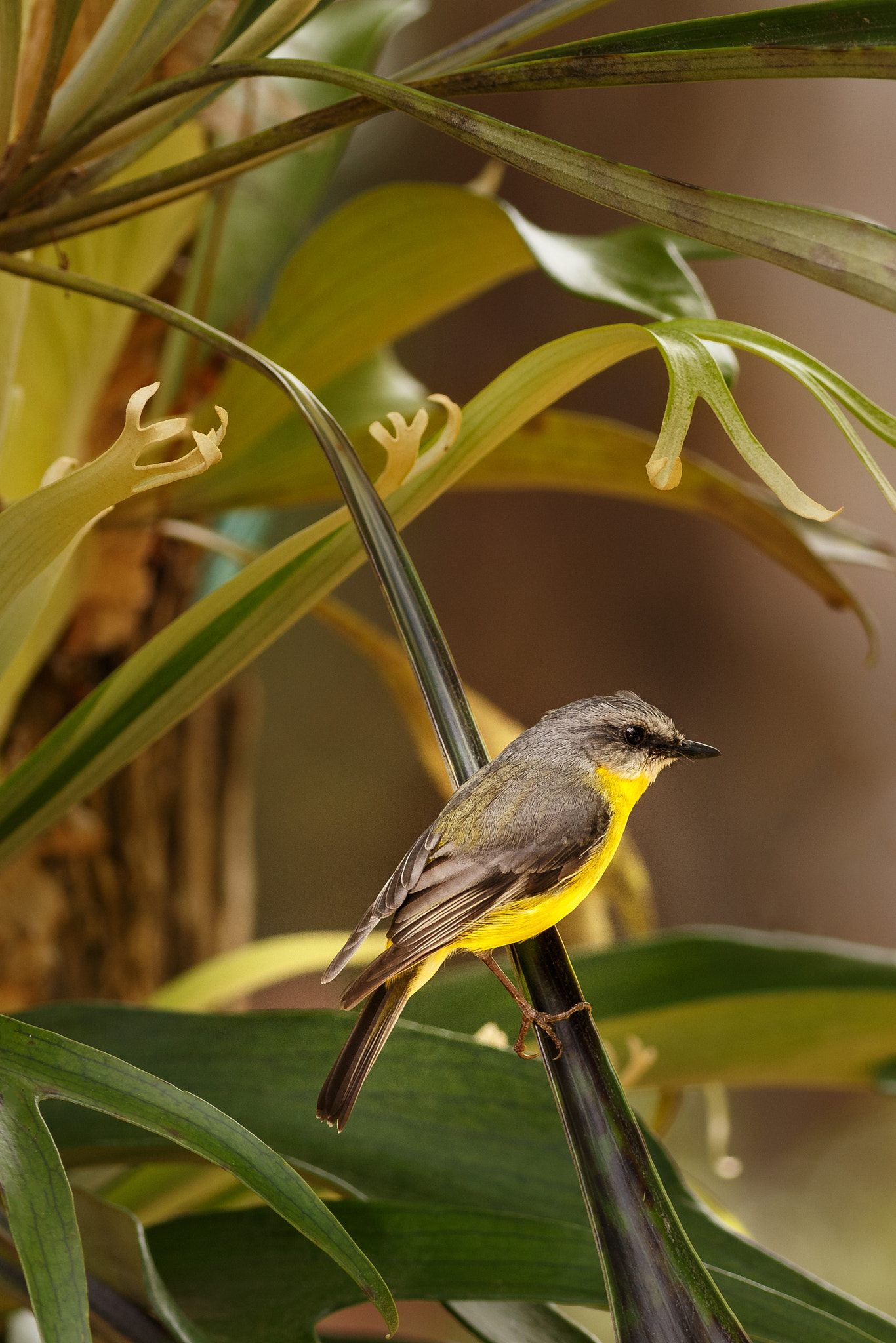 Canon EOS 6D + Canon EF 400mm F5.6L USM sample photo. Eastern yellow robin photography