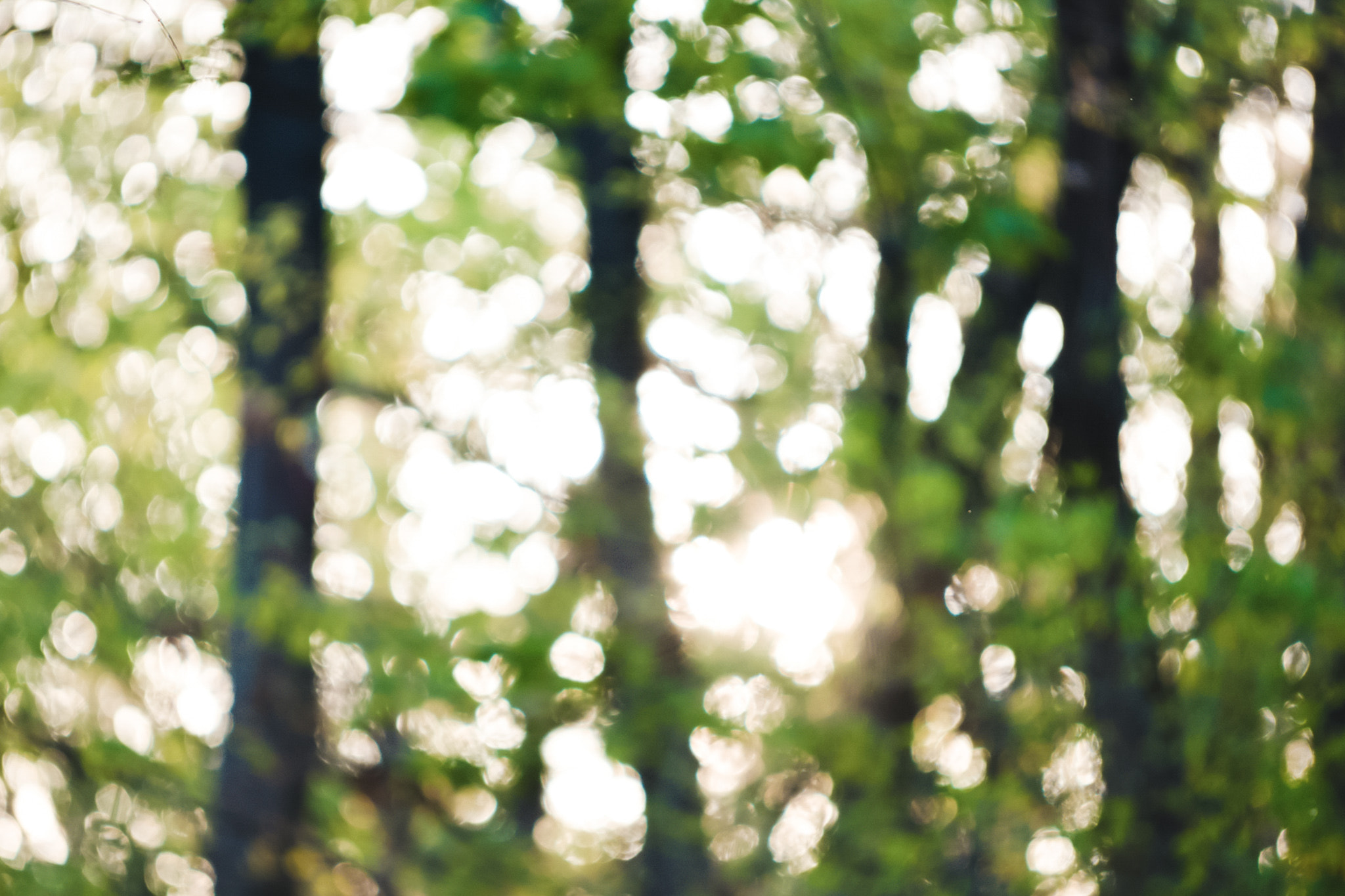 NX 50-150mm F2.8 S sample photo. Swirly bokeh in forest photography