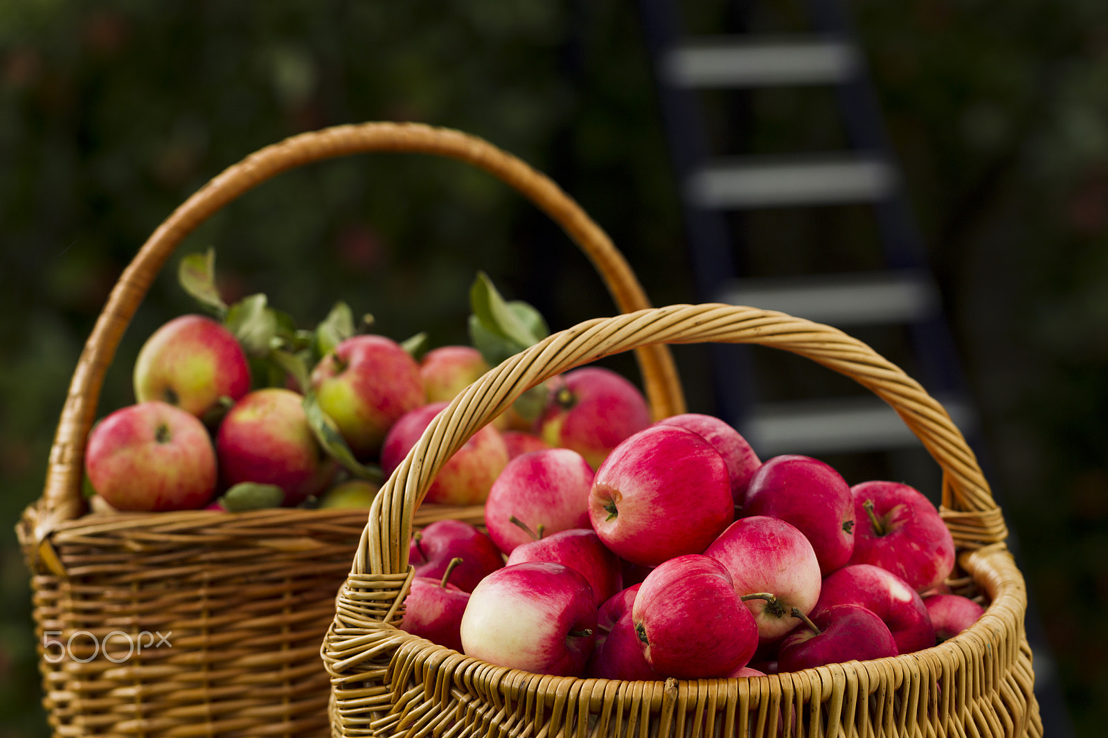 Canon EOS-1D Mark IV sample photo. Red apples in wooden wicker basket photography