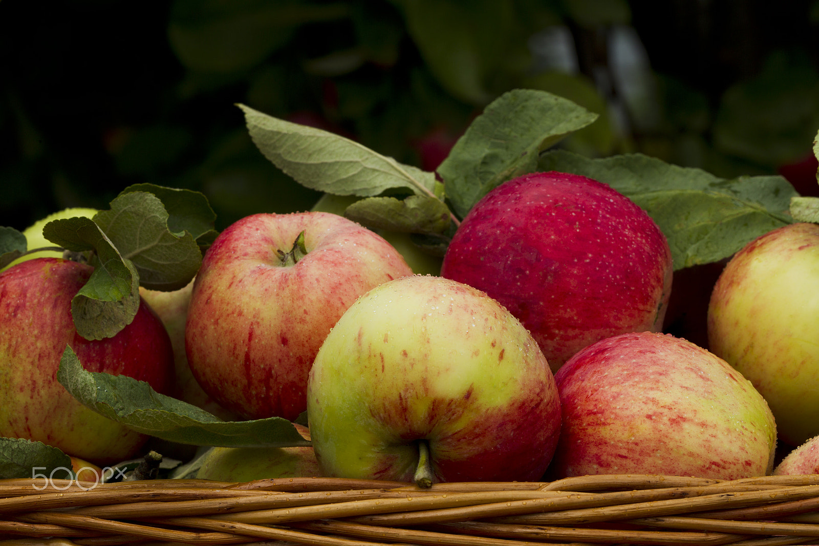 Canon EOS-1D Mark IV + Canon EF 100mm F2.8L Macro IS USM sample photo. Red apples in wooden wicker basket photography