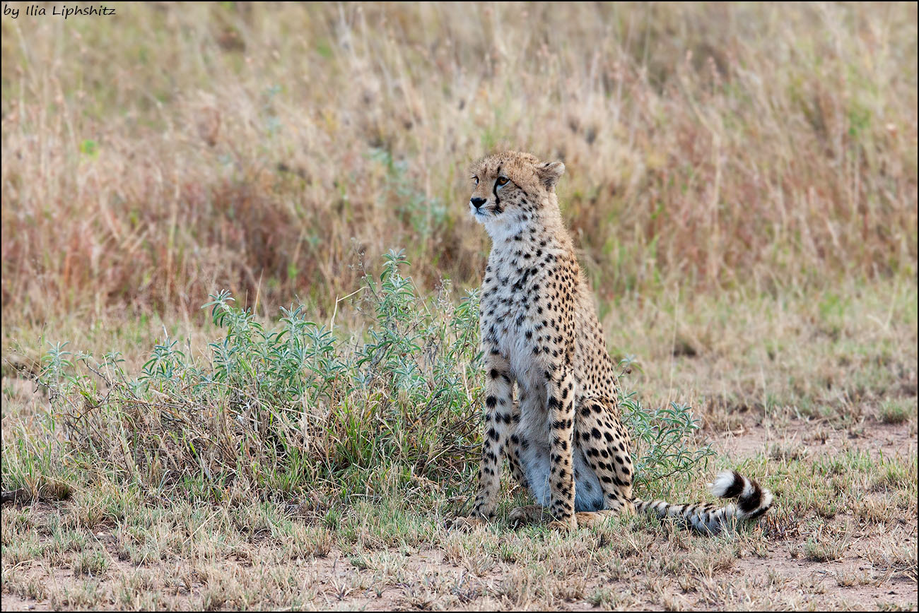 Canon EF 300mm F2.8L IS USM sample photo. Cheetahs of serengeti №12 photography