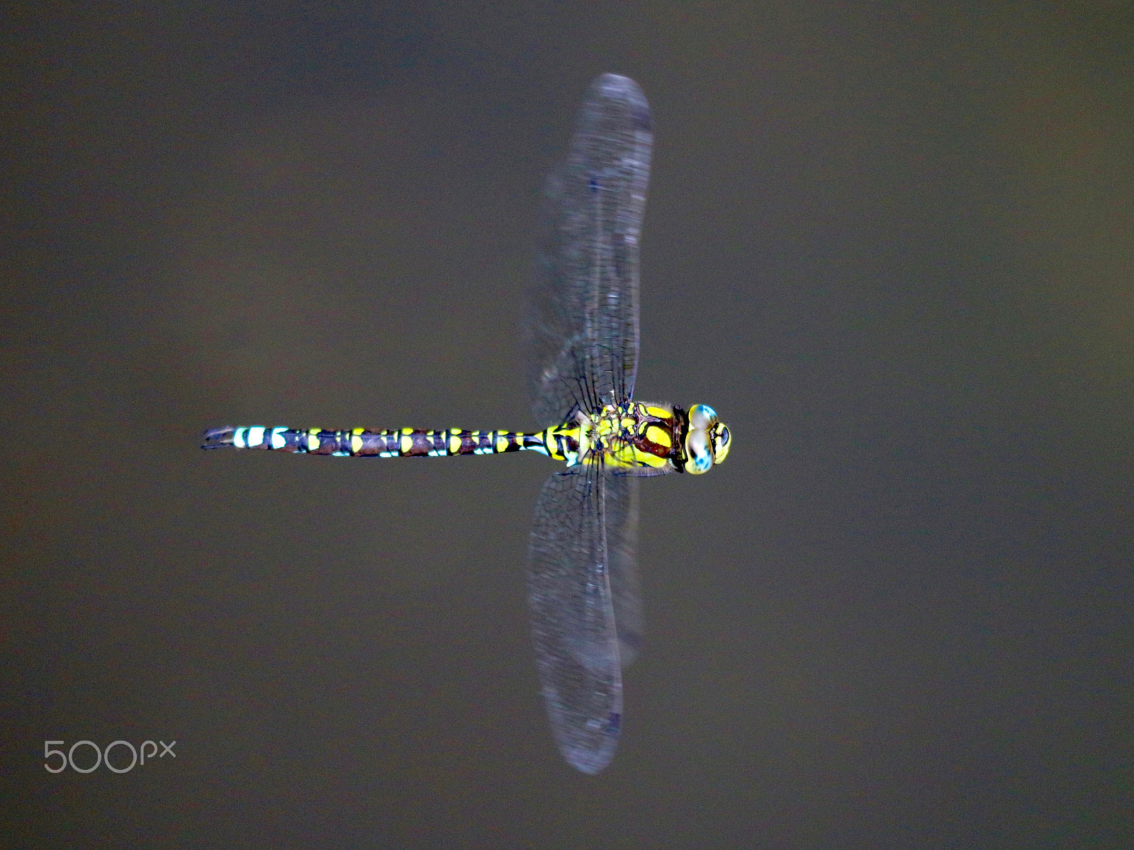 Canon EOS 70D + Sigma 150mm f/2.8 EX DG OS HSM APO Macro sample photo. Frozen dragonfly on the fly photography