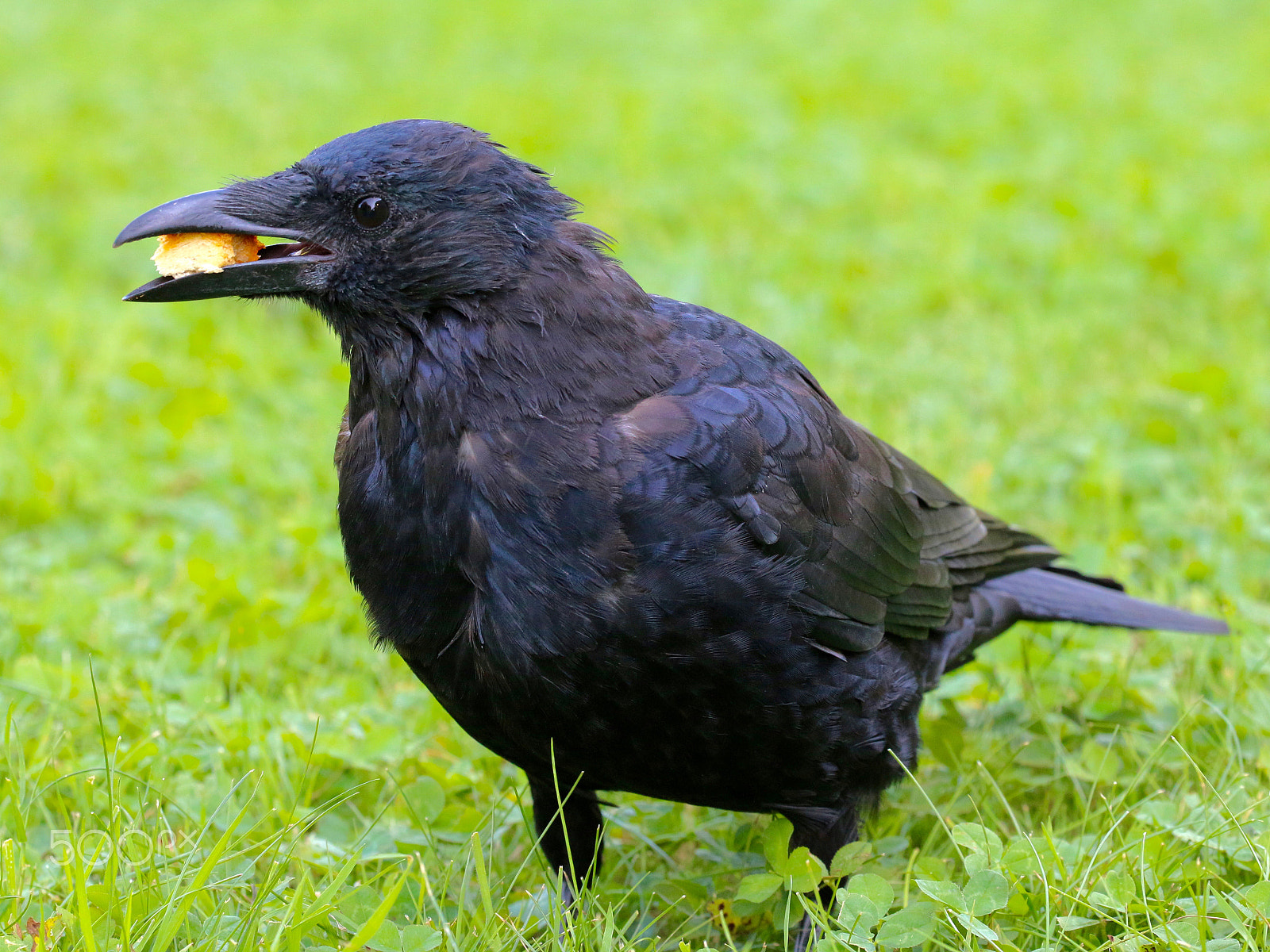 Sigma 150mm f/2.8 EX DG OS HSM APO Macro sample photo. Crows beack photography