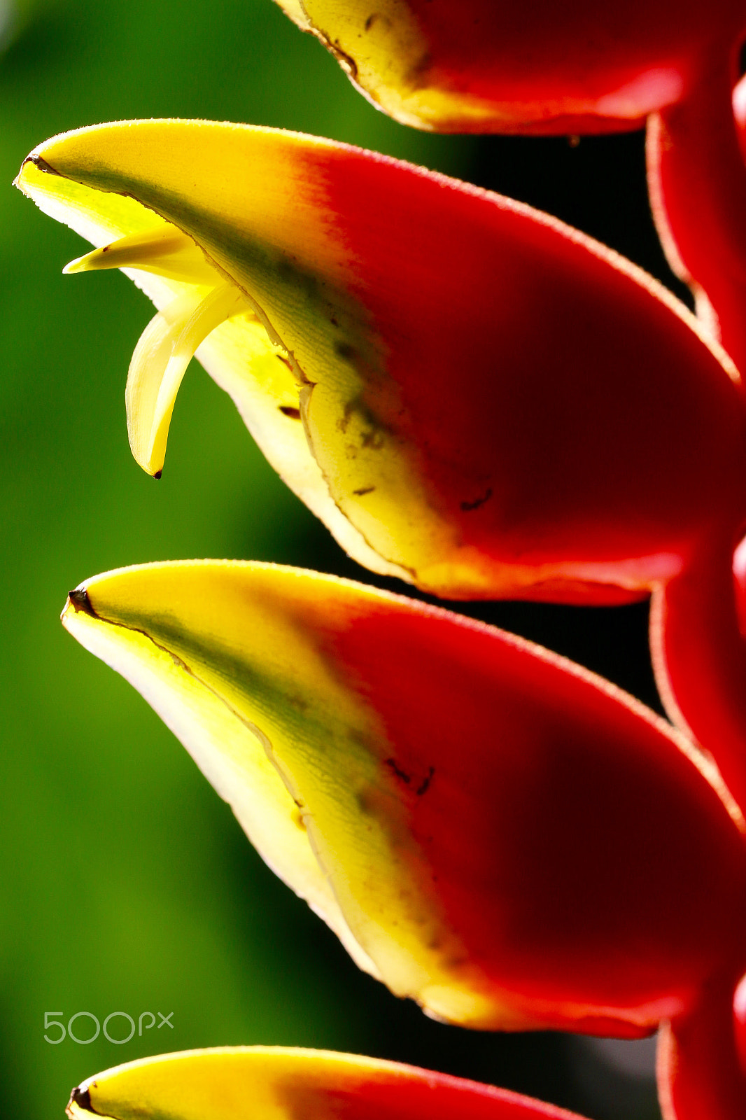 Sigma 150mm f/2.8 EX DG OS HSM APO Macro sample photo. Exotic flower 2 photography