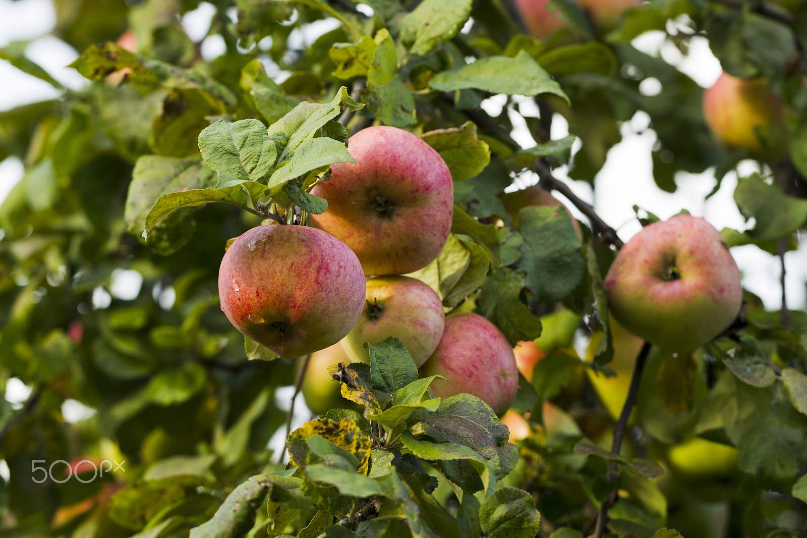 Canon EF 100mm F2.8L Macro IS USM sample photo. Apples on a tree branch on a background of green foliage photography
