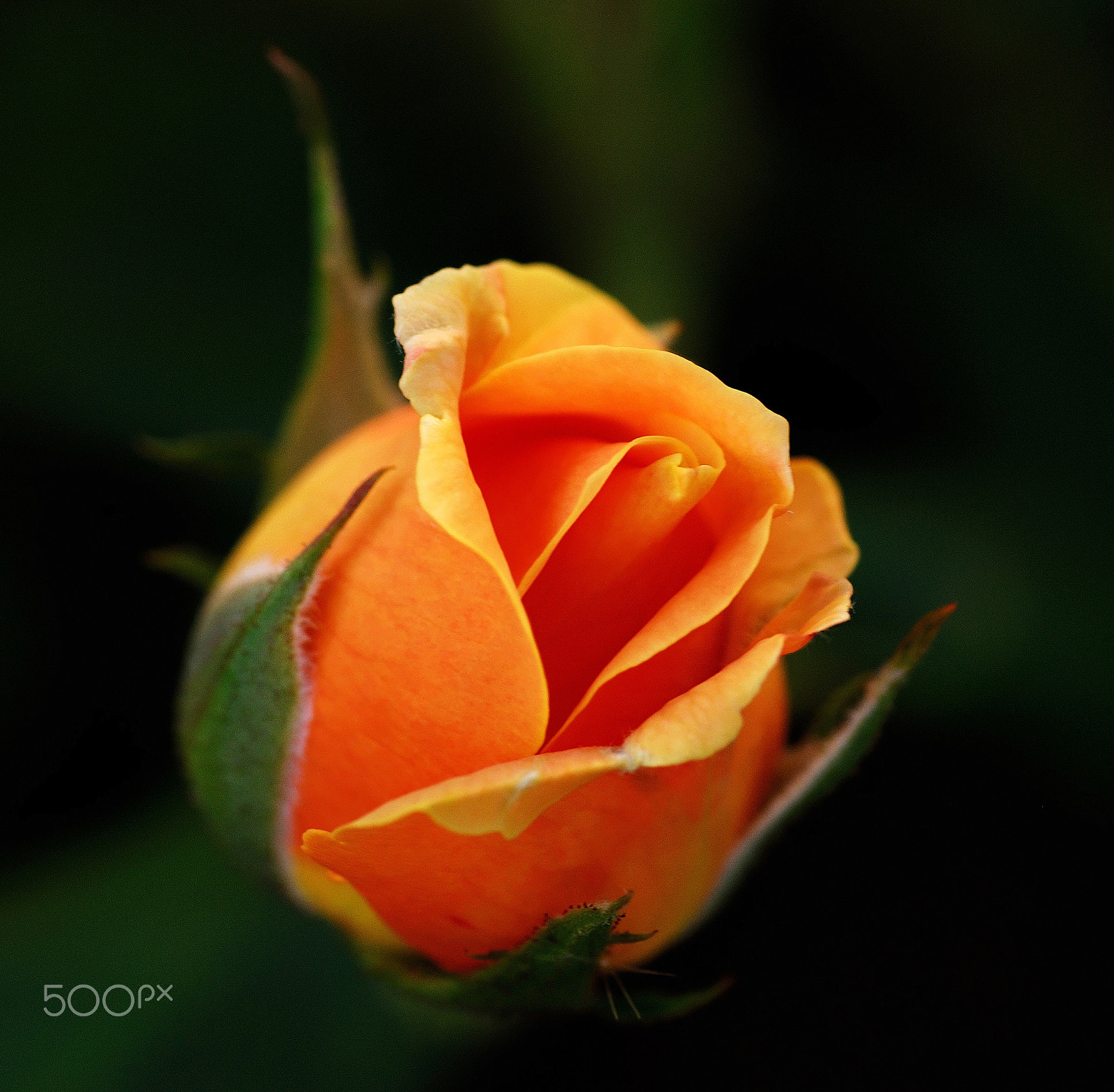 Nikon D80 sample photo. Rose photography