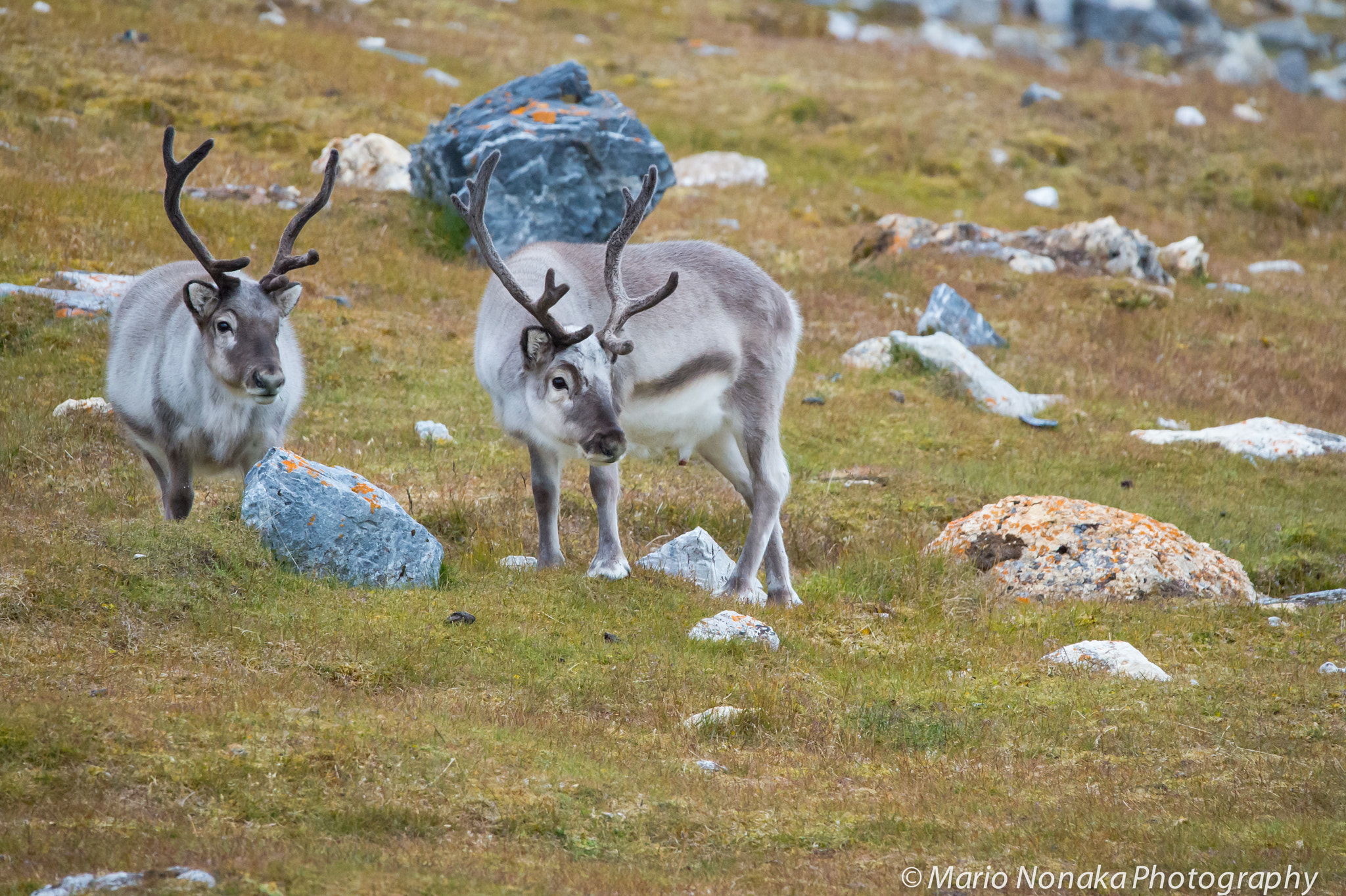 Sigma 150-600mm F5-6.3 DG OS HSM | S sample photo. Svalbard reindeer photography