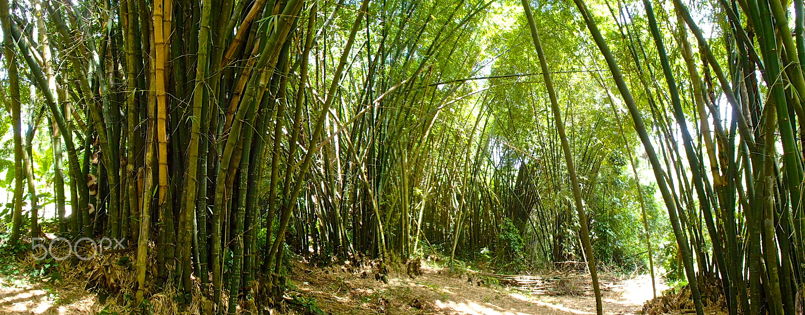 Olympus TG-820 sample photo. Bamboo panorama photography