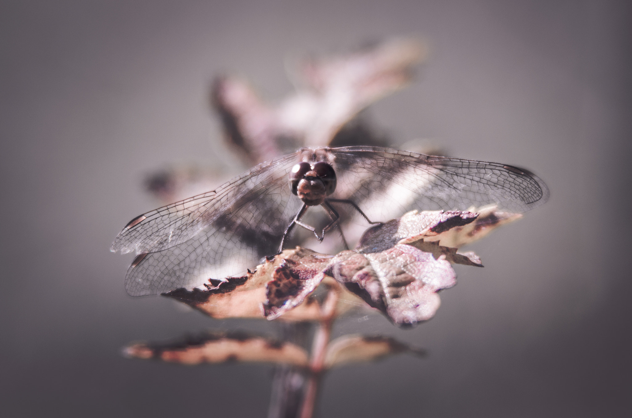 Canon EF 28-200mm F3.5-5.6 USM sample photo. Dragonfly photography