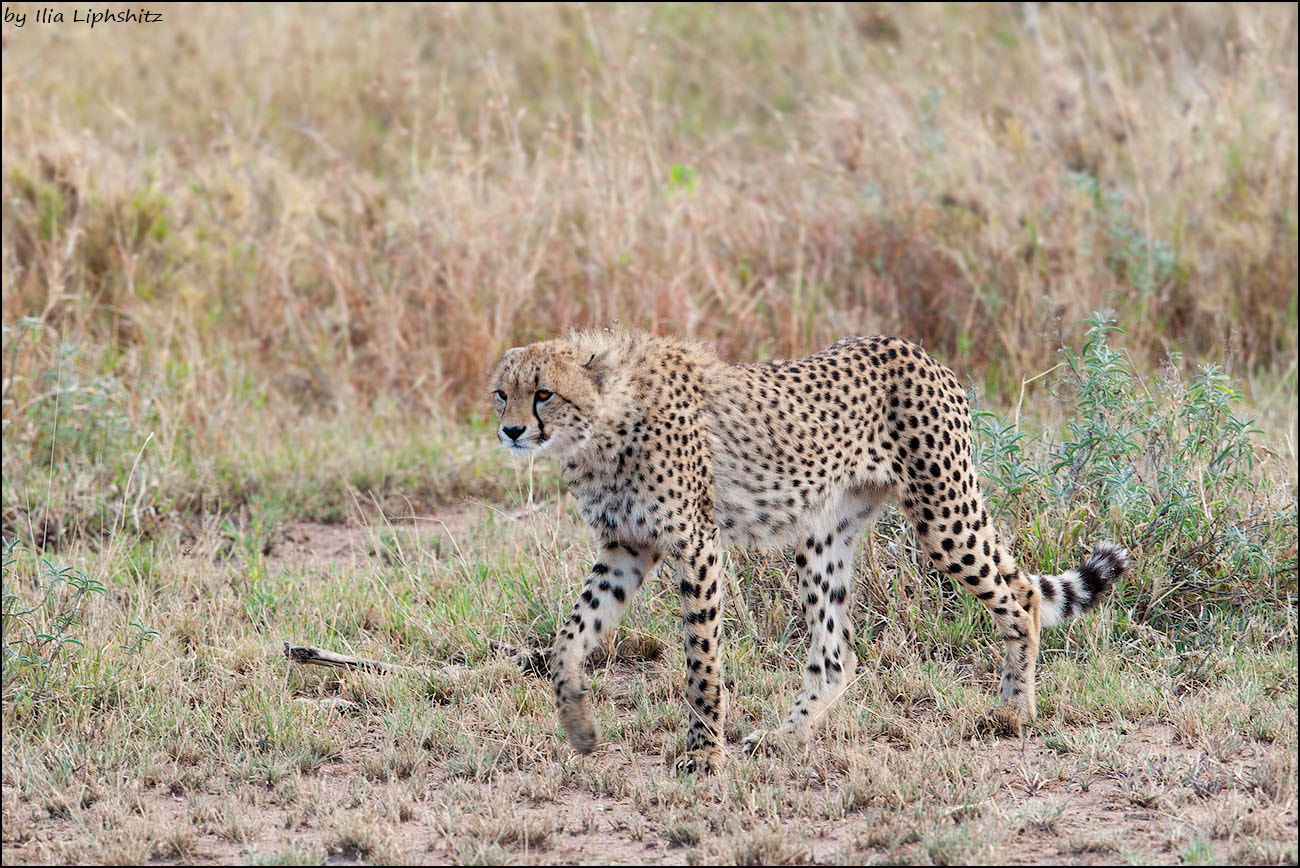 Canon EOS-1D Mark III sample photo. Cheetahs of serengeti №13 photography