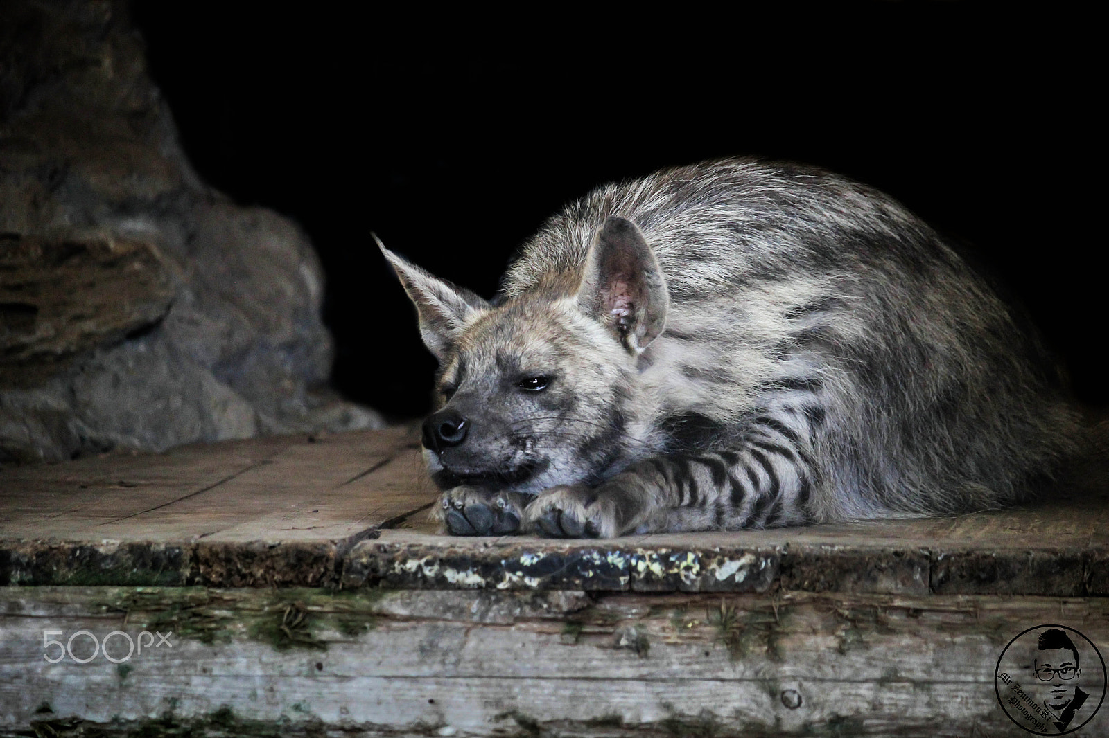 Canon EF-S 55-250mm F4-5.6 IS STM sample photo. Sad hyena photography