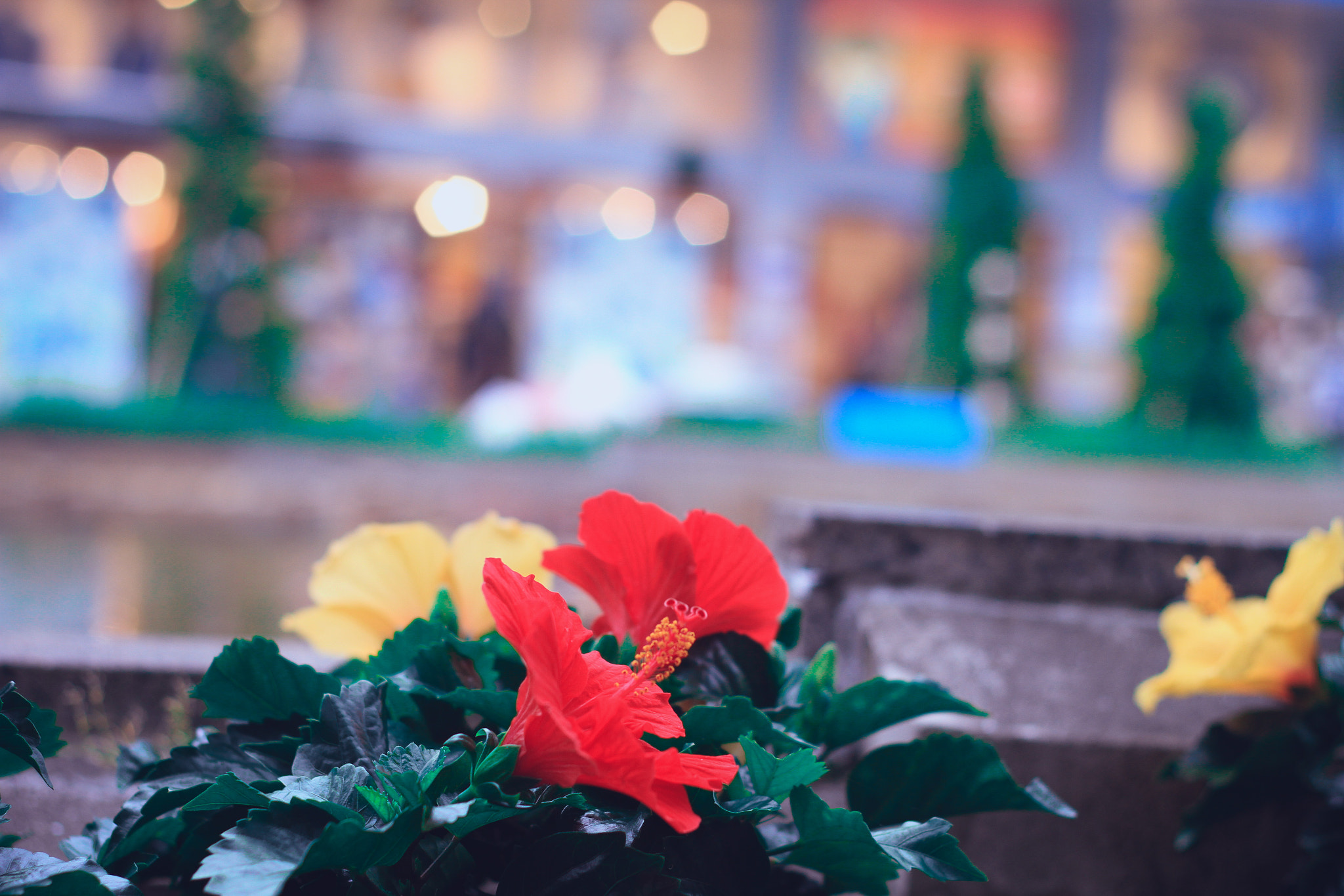 Canon EOS 7D + Canon EF 50mm F1.8 II sample photo