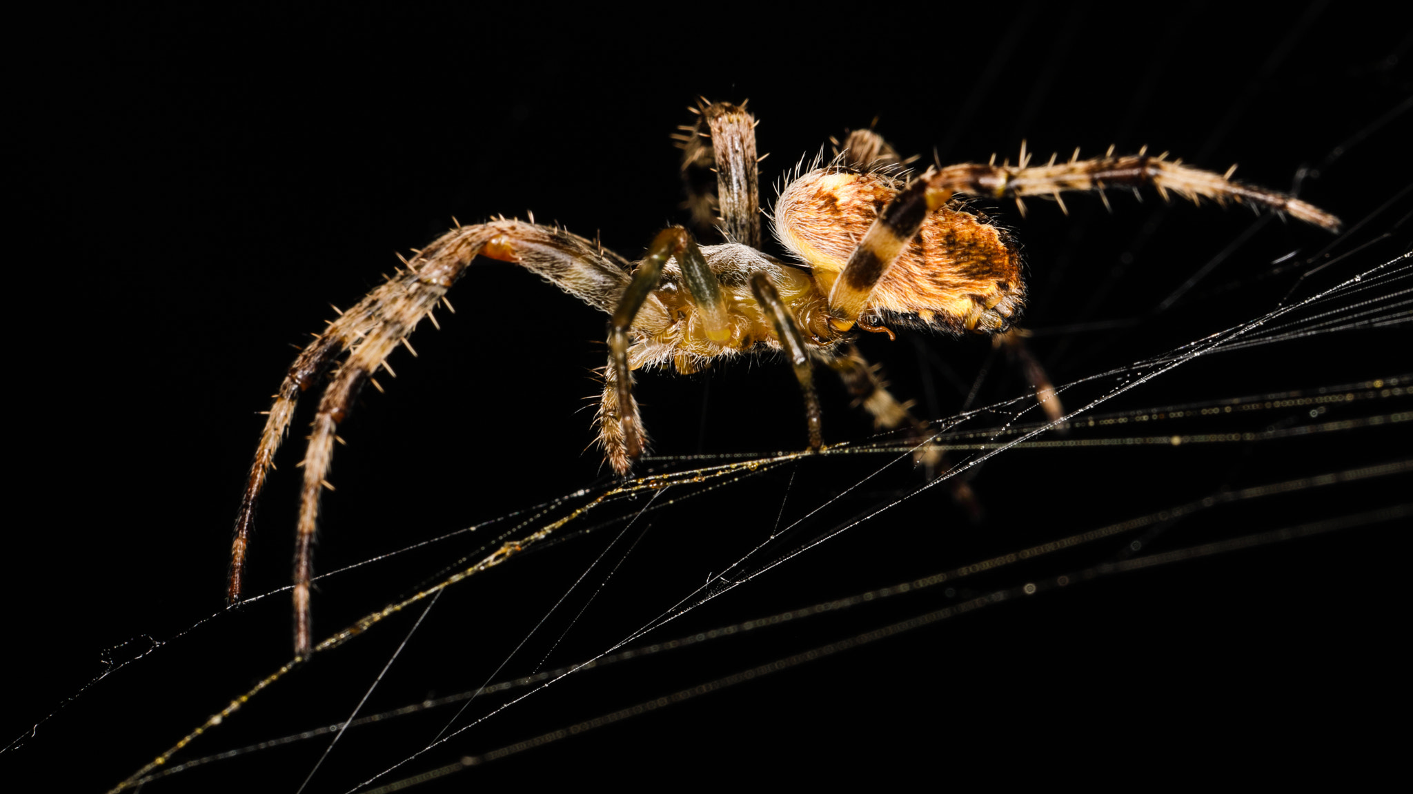 Canon EF 100mm F2.8L Macro IS USM sample photo. Incy wincy spider photography