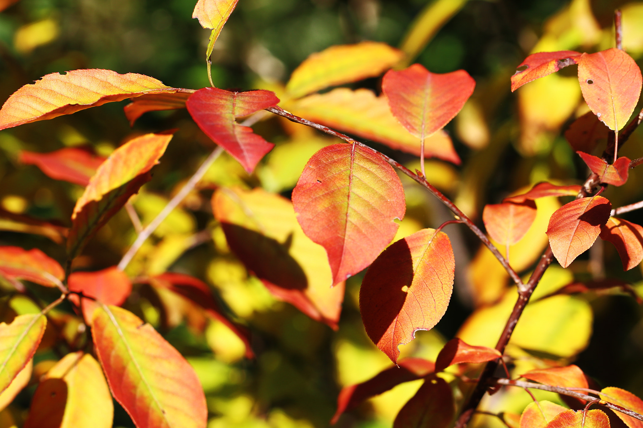 Canon EF 100mm F2.8L Macro IS USM sample photo. Autumn leaves keep coming photography