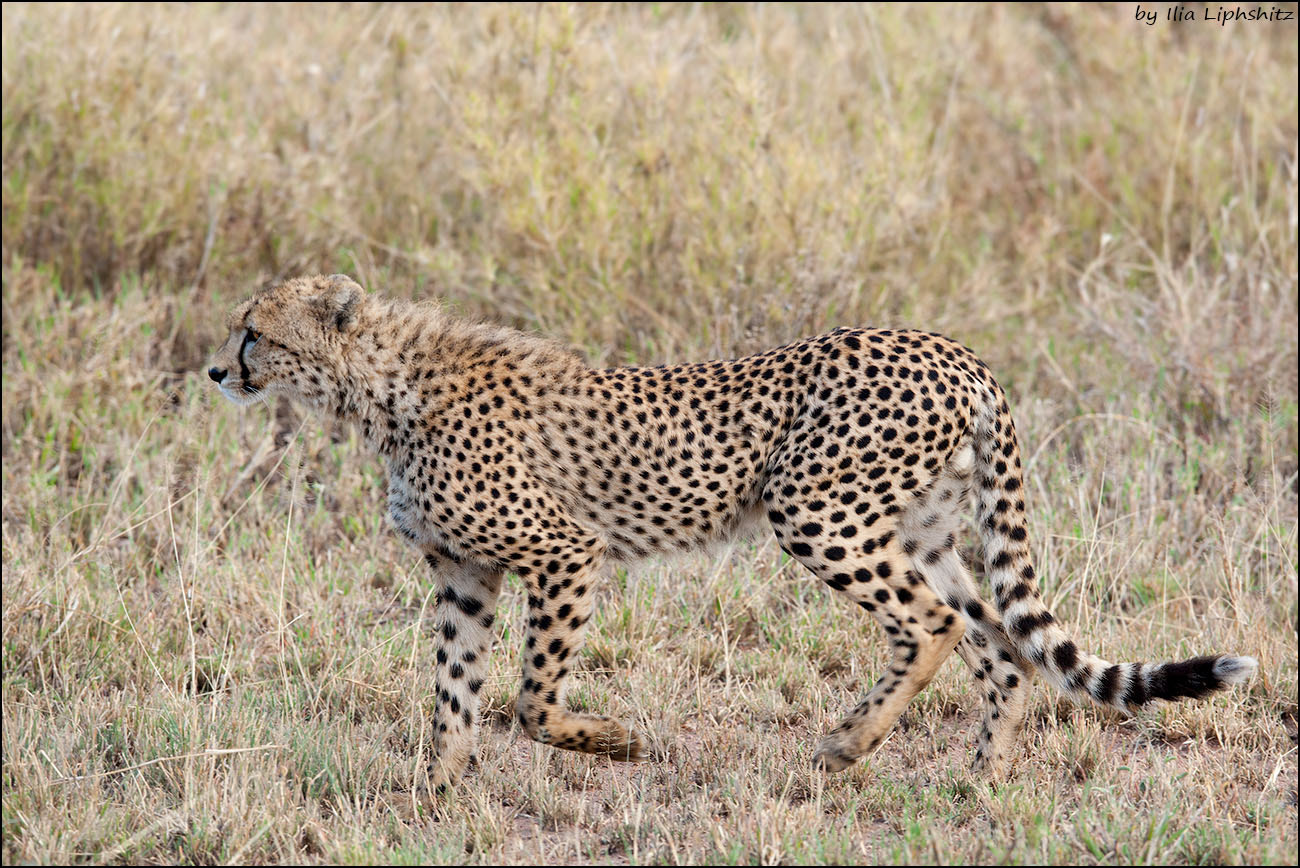 Canon EOS-1D Mark III sample photo. Cheetahs of serengeti №14 photography