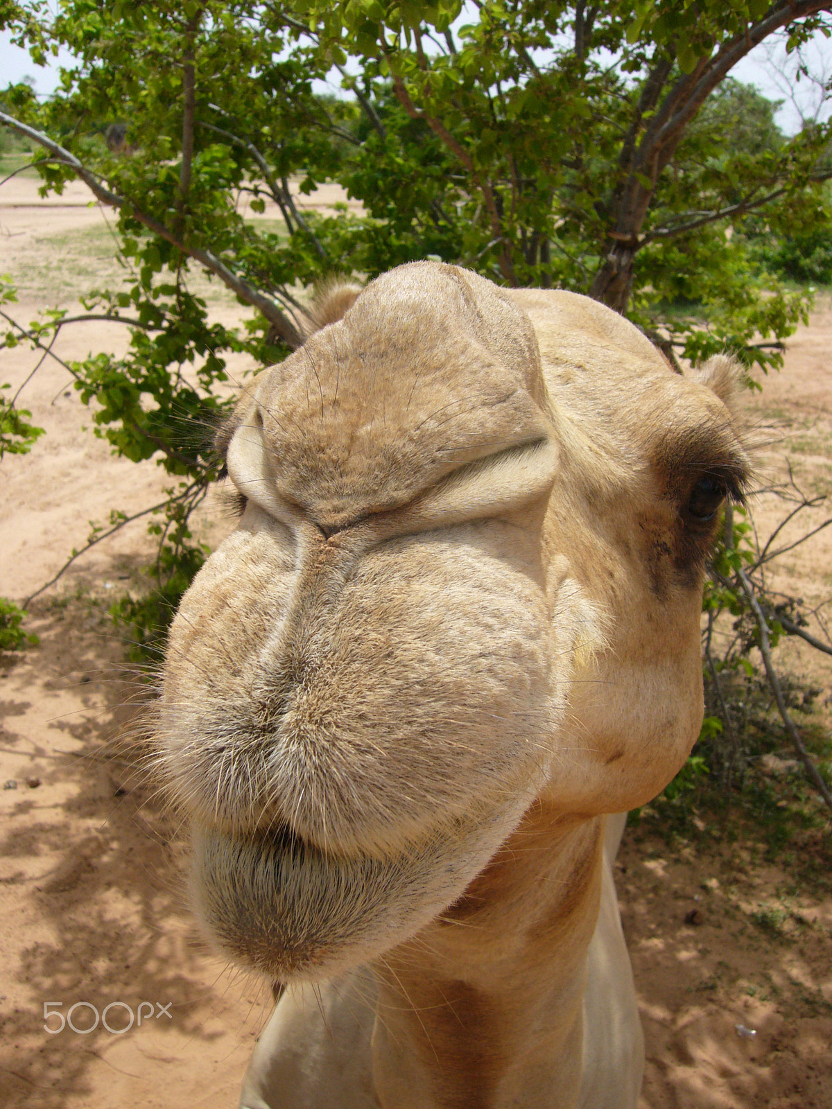 Panasonic DMC-FX3 sample photo. Camel kiss photography