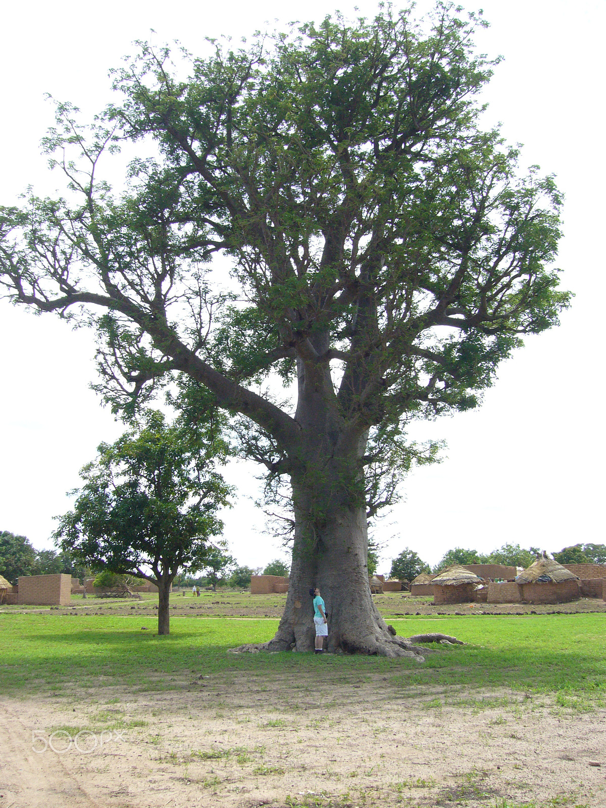 Panasonic DMC-FX3 sample photo. Baobab photography