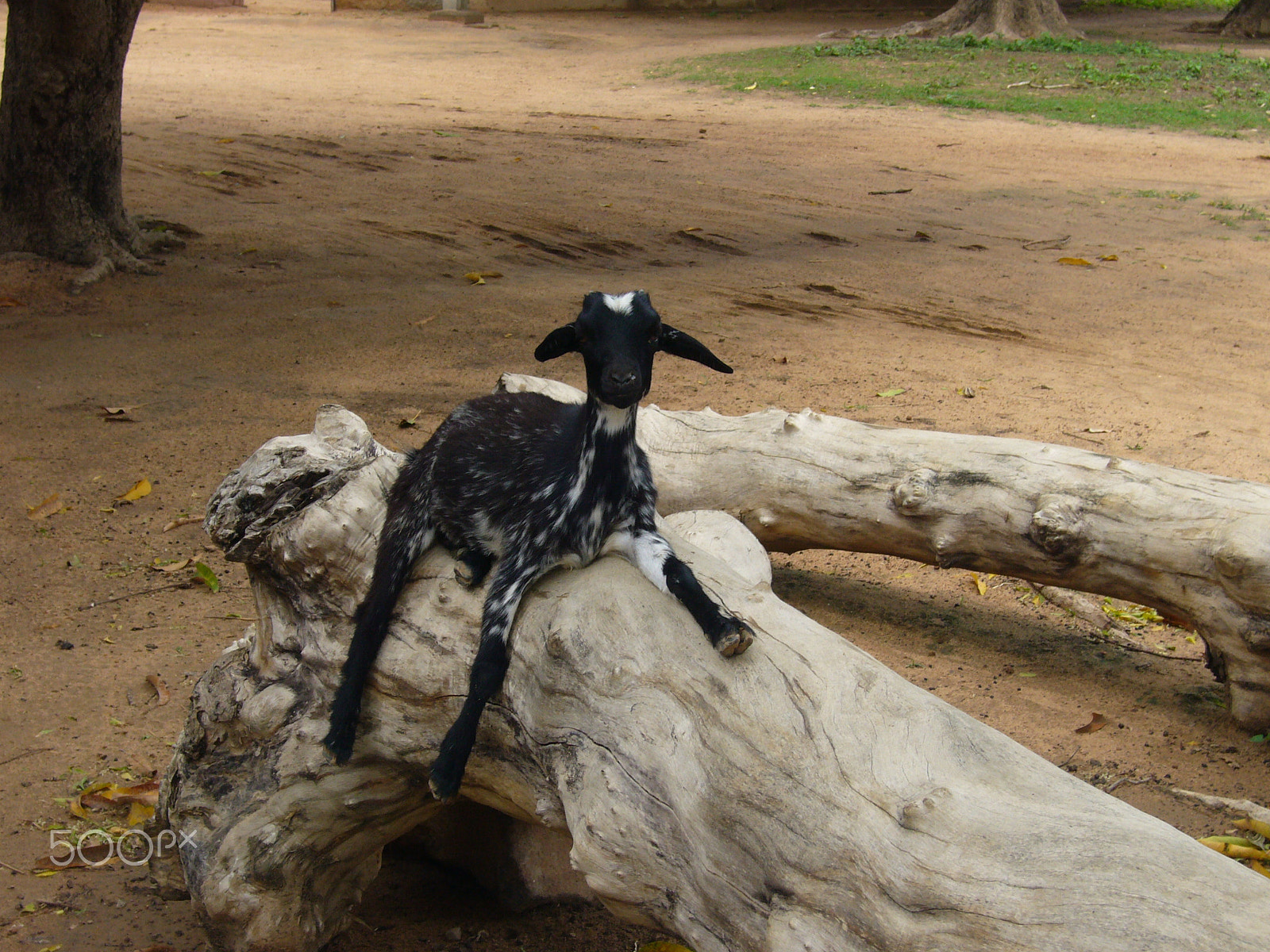 Panasonic DMC-FX3 sample photo. Peaceful goat on a tree photography