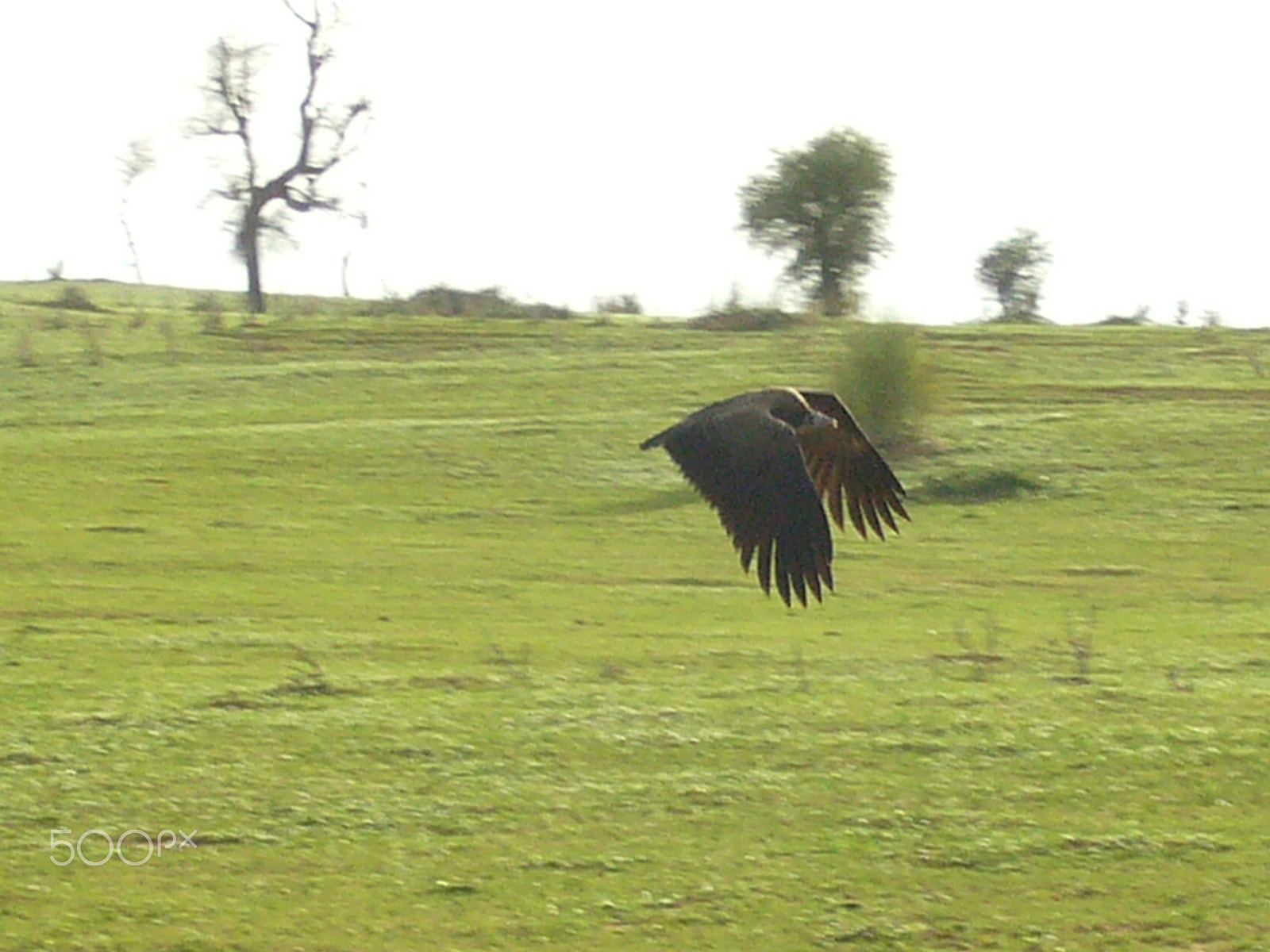 Panasonic DMC-FX3 sample photo. Vulture photography