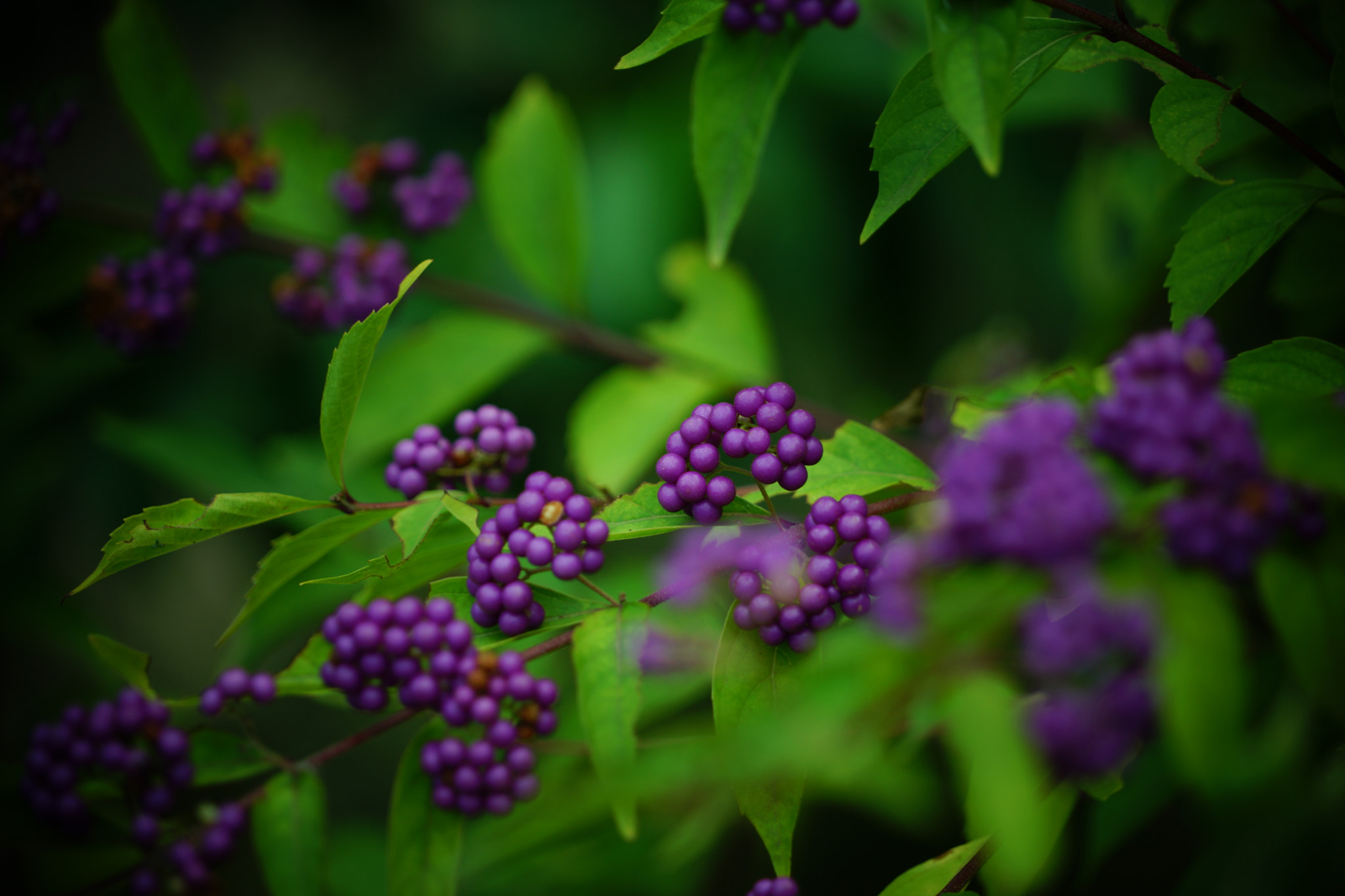 Sony FE 24-240mm F3.5-6.3 OSS sample photo. Murasaki shikibu photography