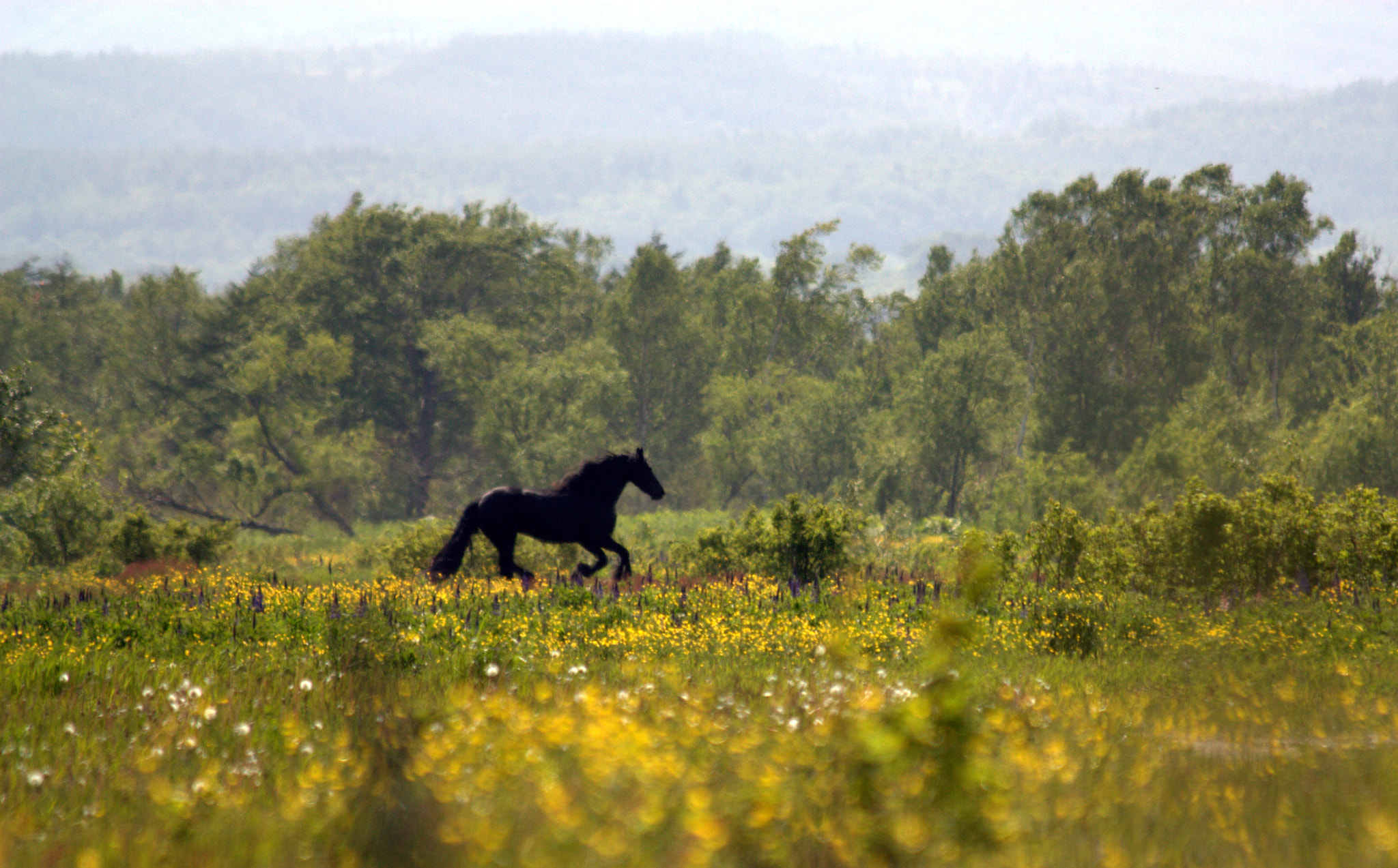 Canon EF 70-300mm F4-5.6 IS USM sample photo. Black horse photography