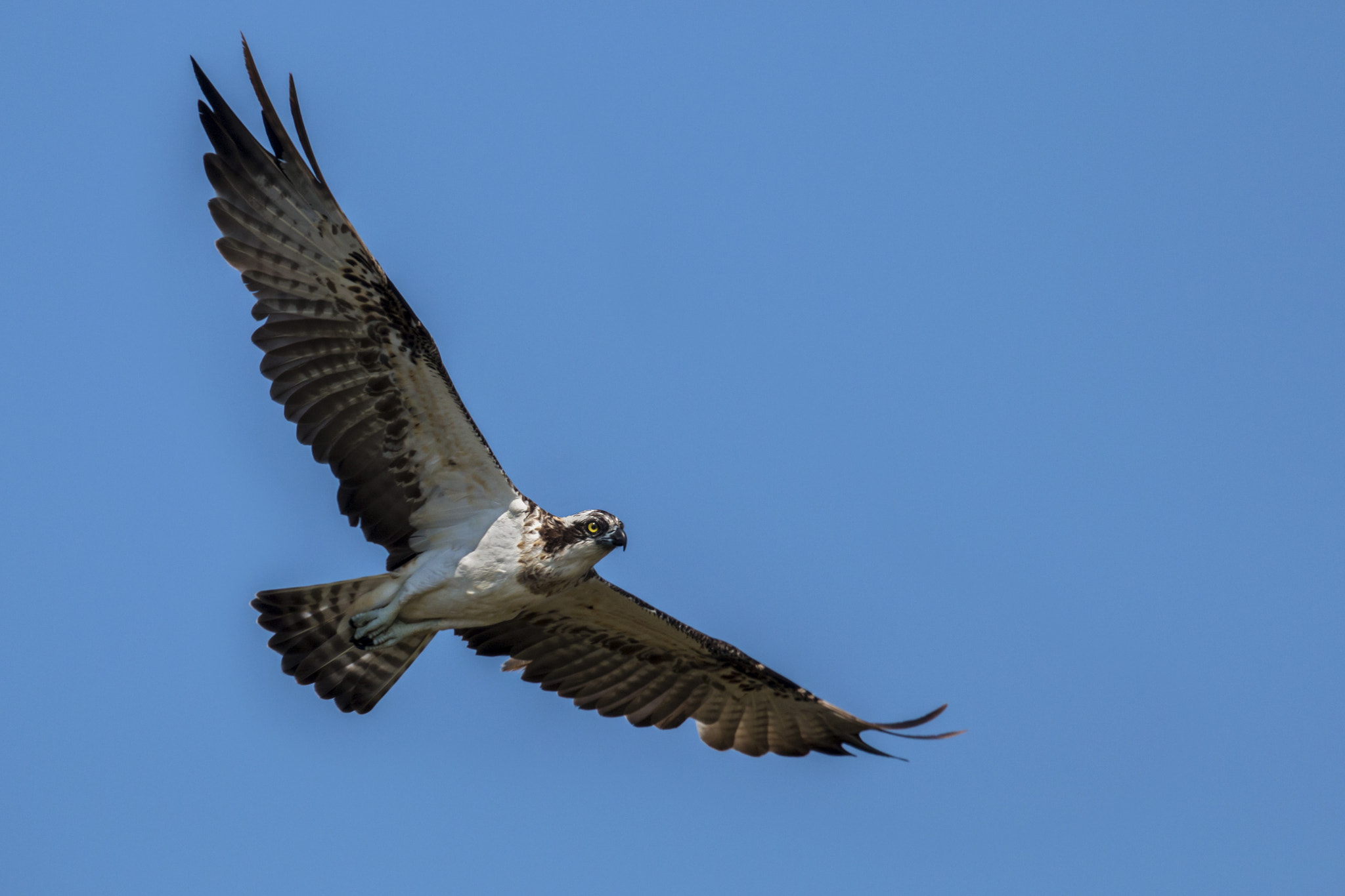 Canon EOS 70D + Canon EF 300mm F2.8L IS II USM sample photo. Osprey photography