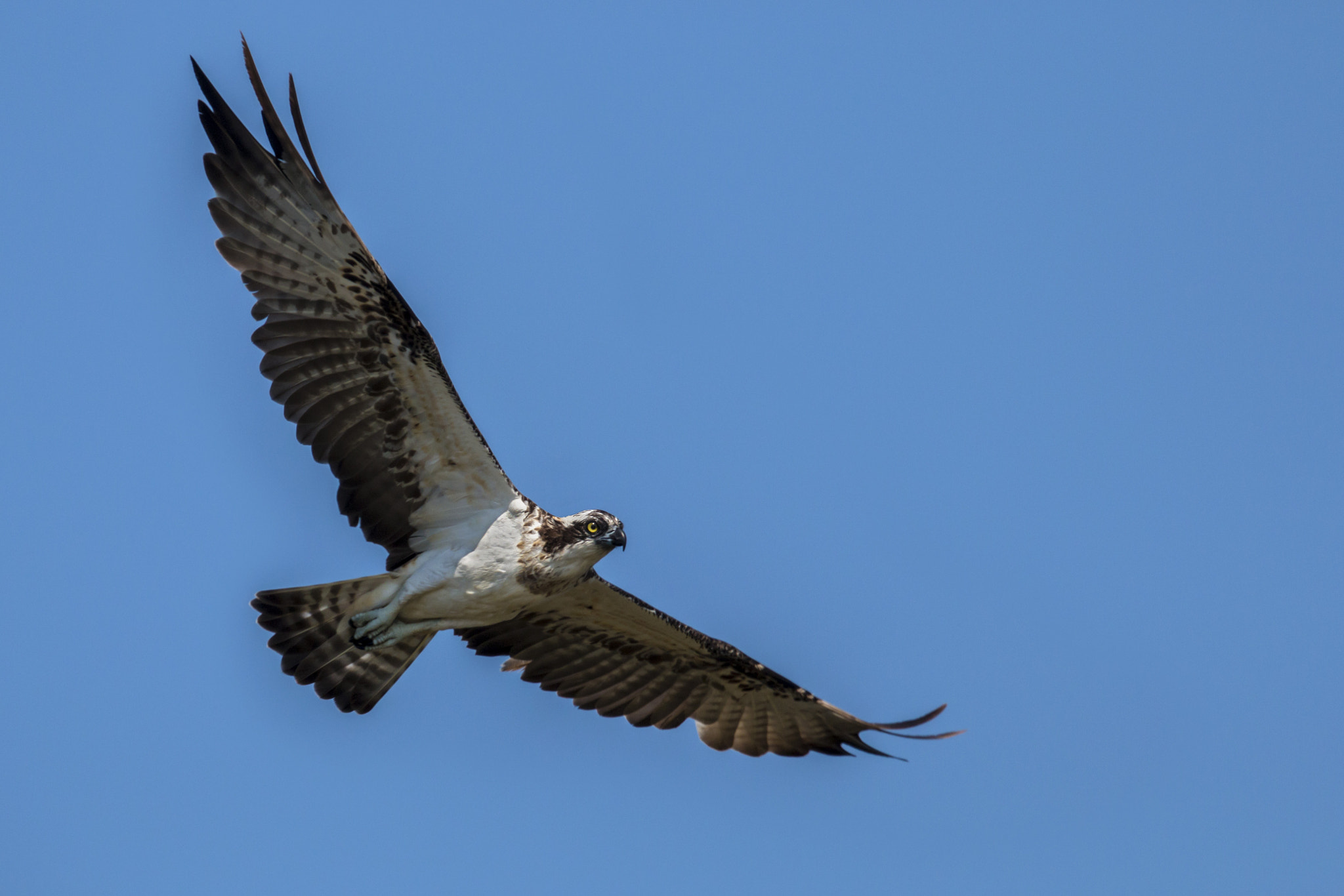 Canon EF 300mm F2.8L IS II USM sample photo. Osprey photography