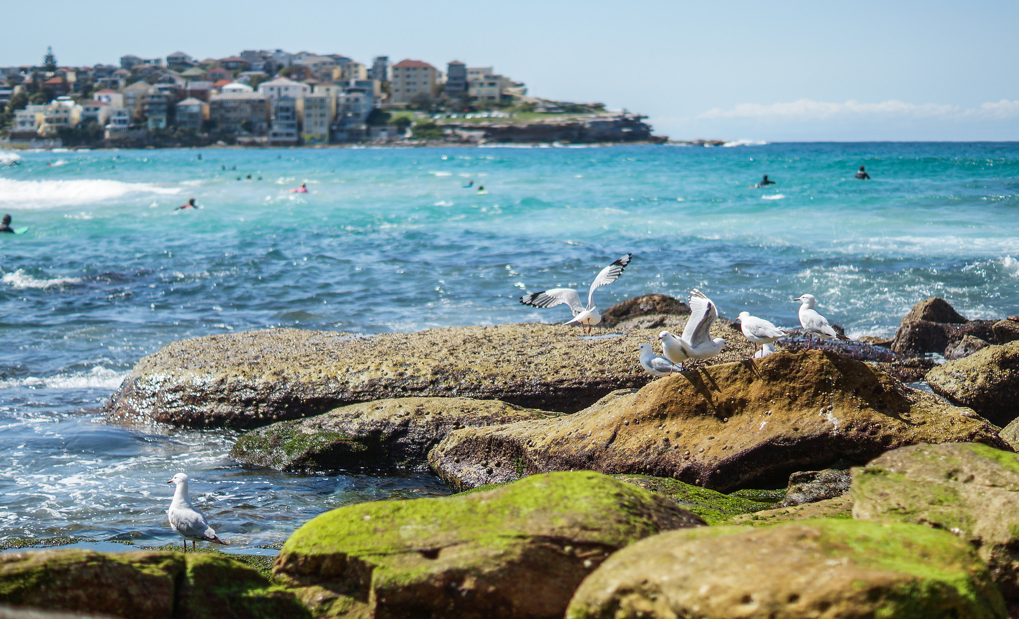 Sony SLT-A57 sample photo. Bondi magic photography